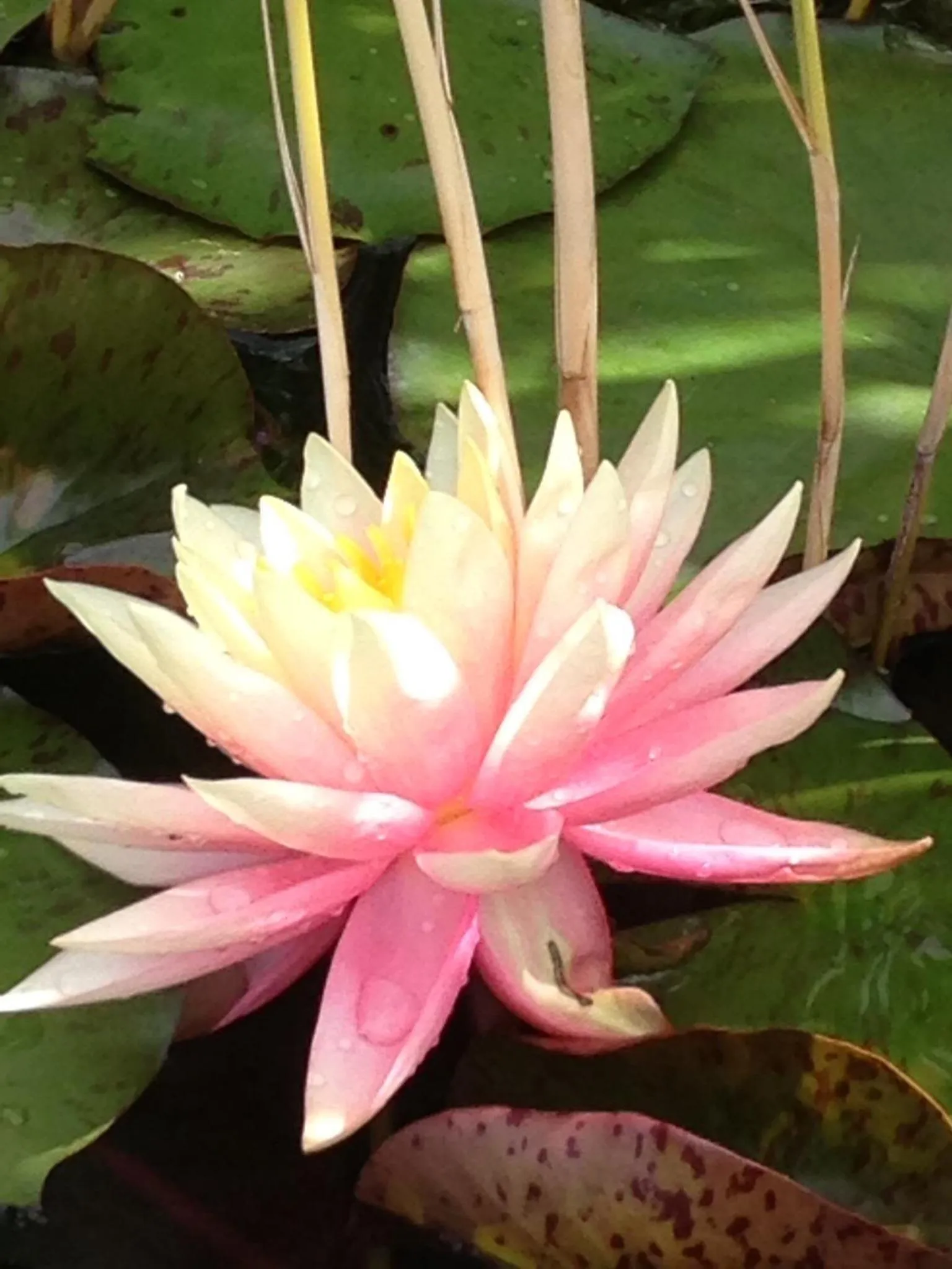 Other in Mas La Jaina