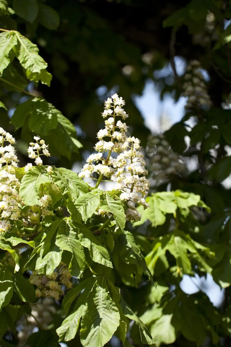 Natural landscape in Landgasthof Paradies
