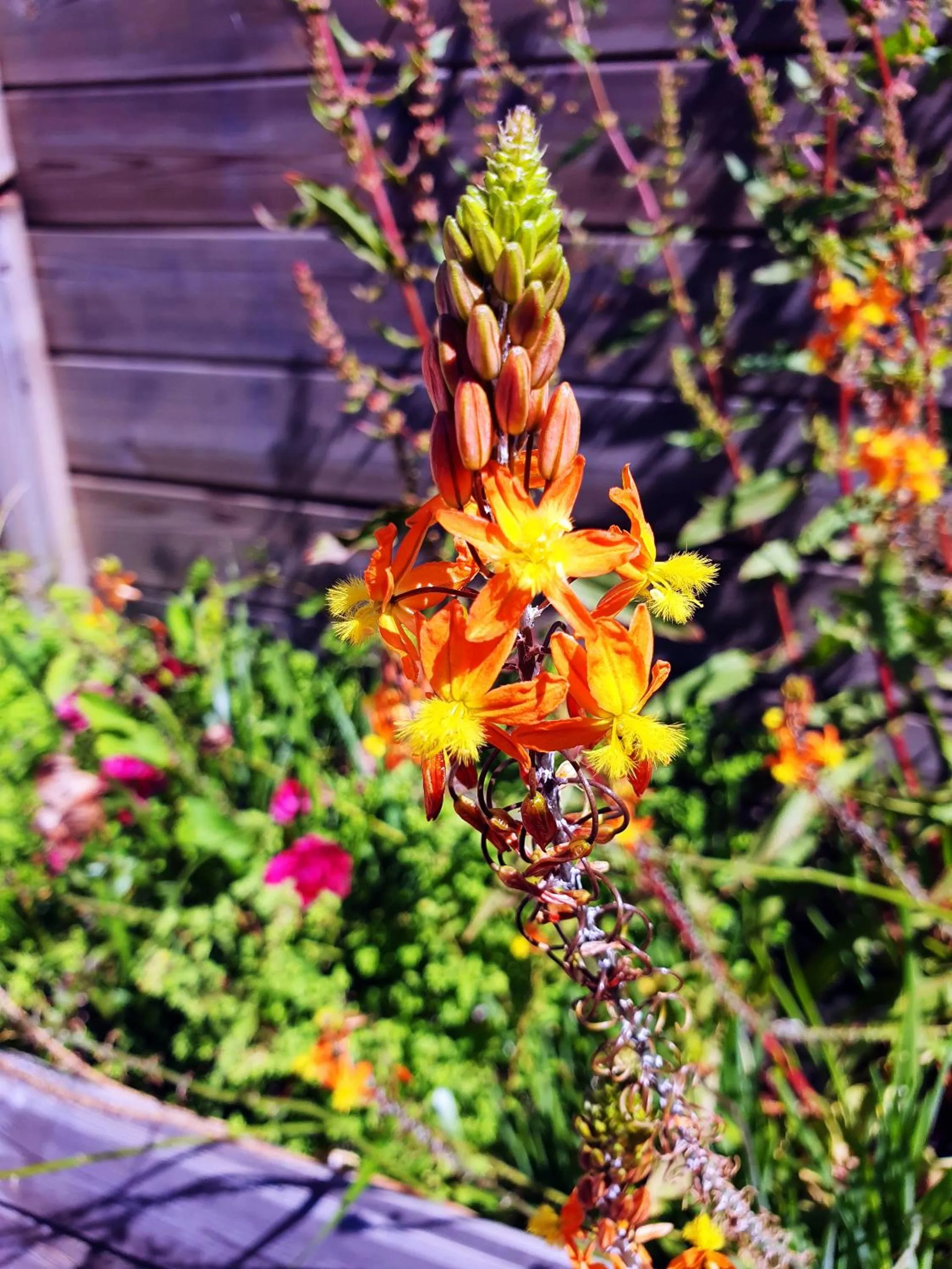 Garden in La Maison Bisca