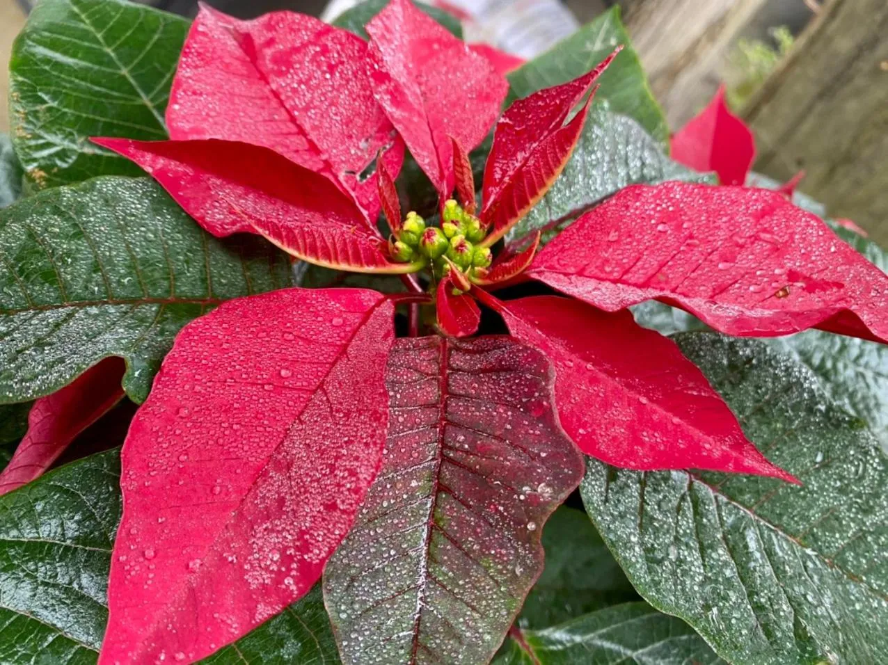 Natural landscape in Sapa Garden Hotel