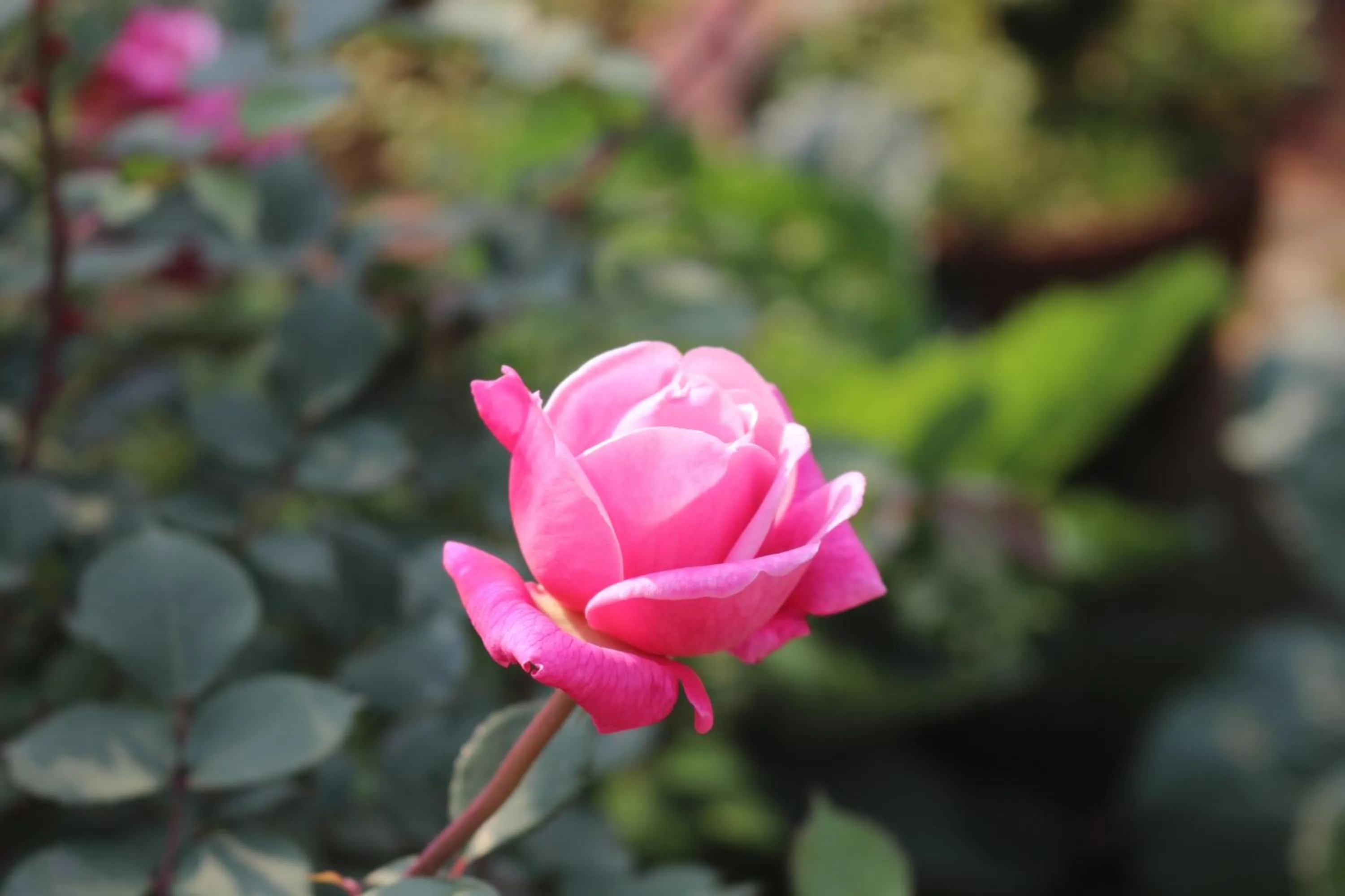 Other in Sapa Garden Hotel