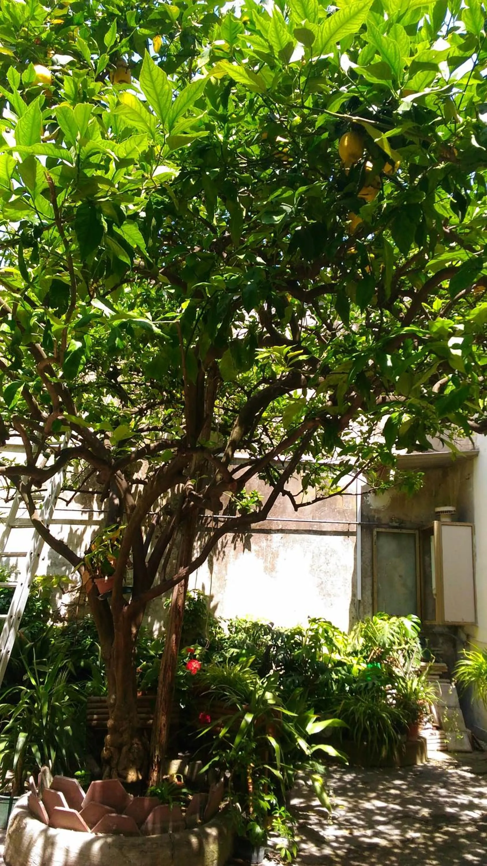 Summer in Santa Maria Maddalena