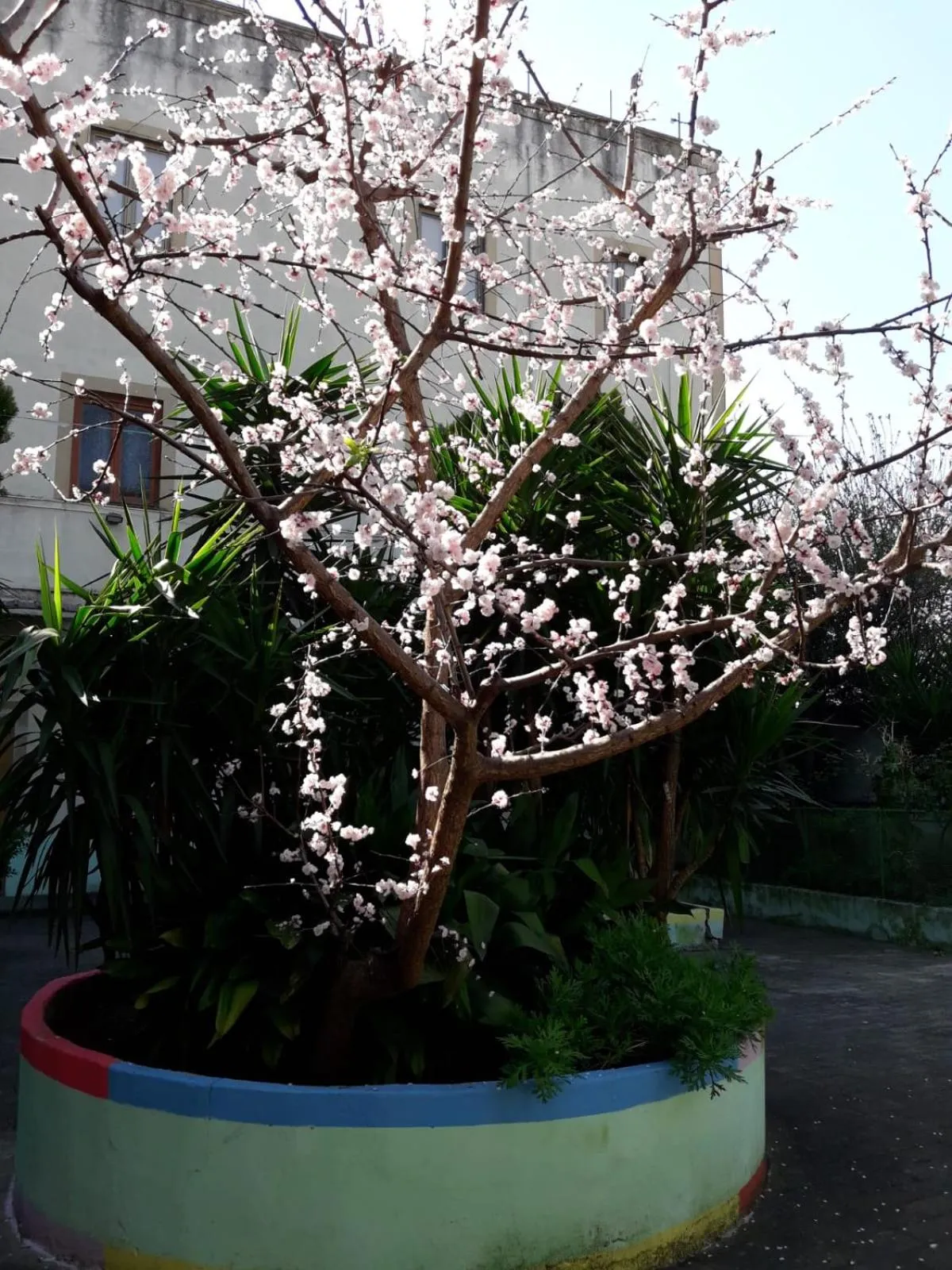 Garden in Santa Maria Maddalena