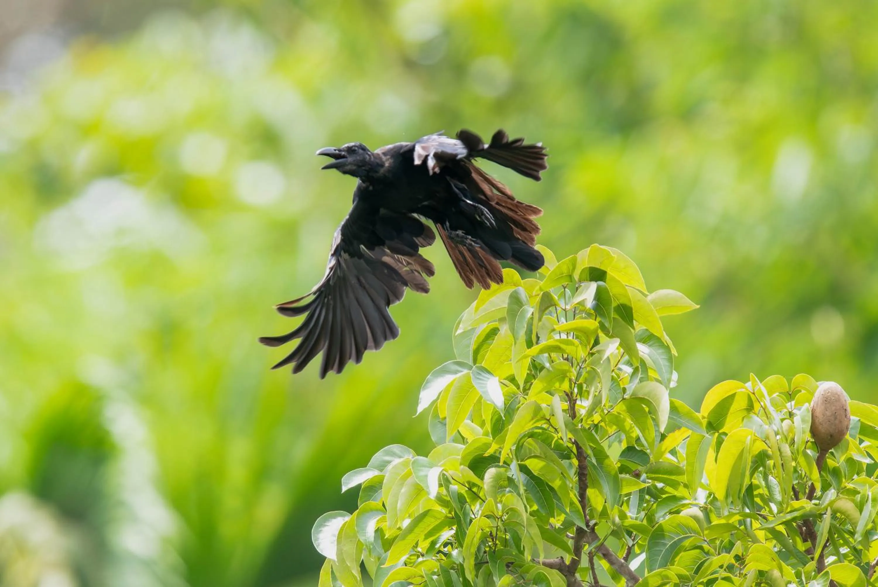 Water to Forest Ecolodge