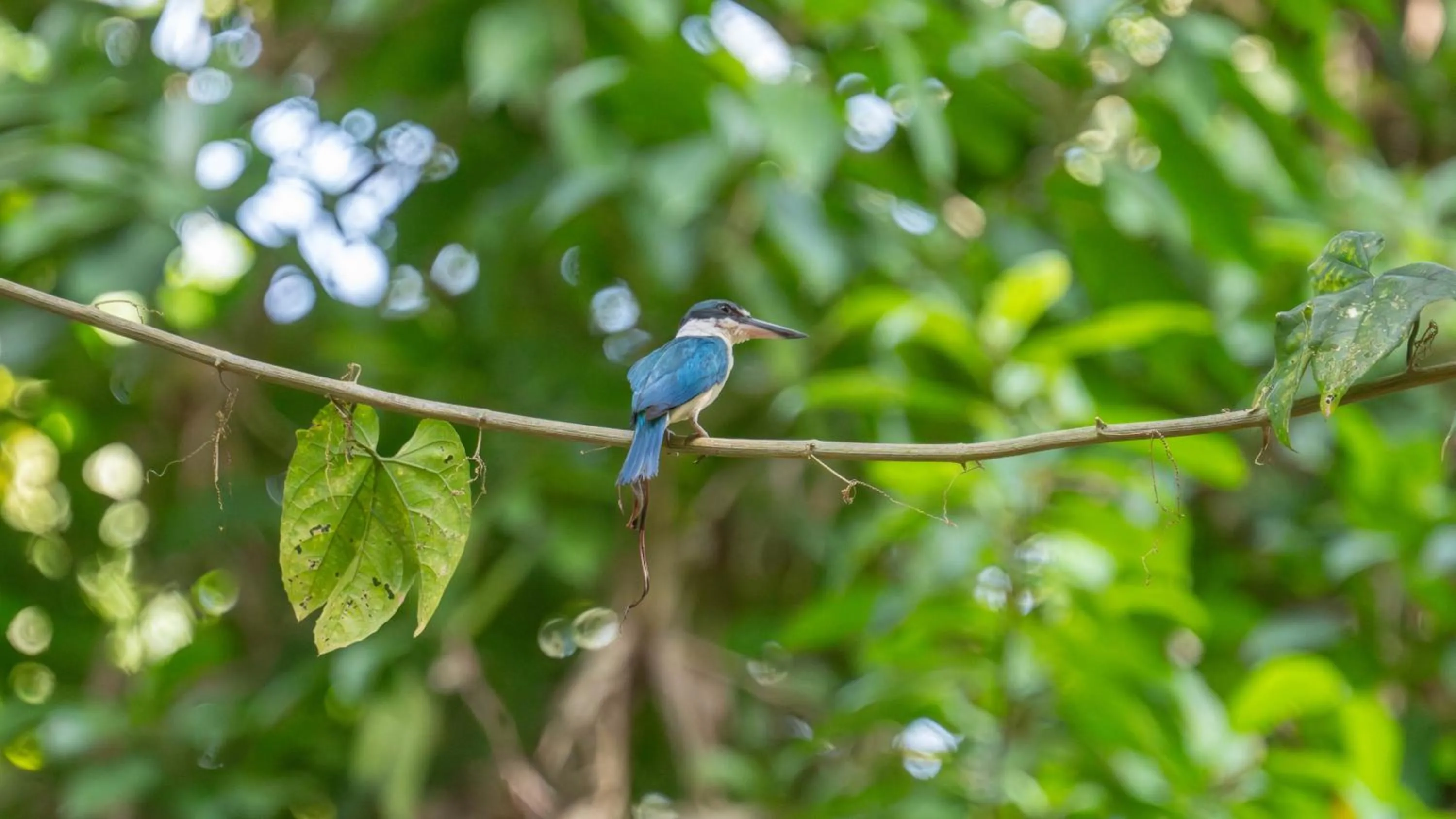 Water to Forest Ecolodge