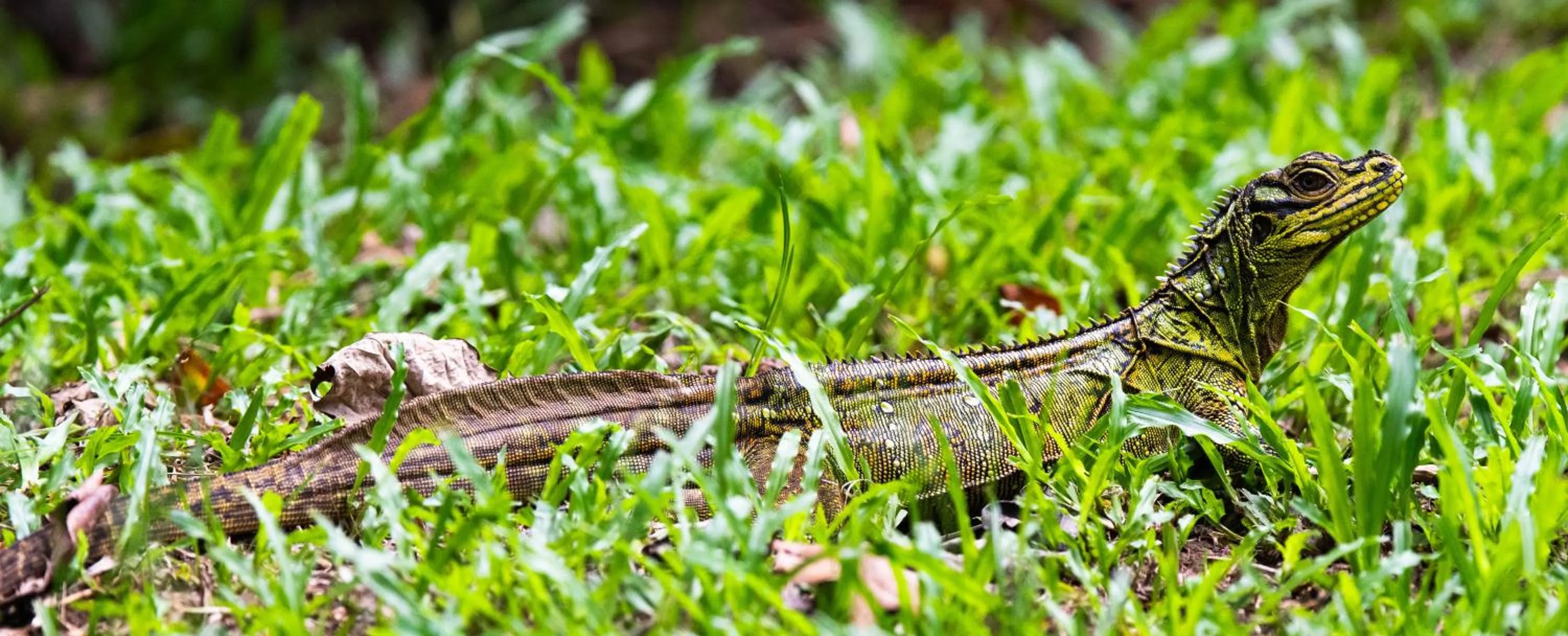 Water to Forest Ecolodge