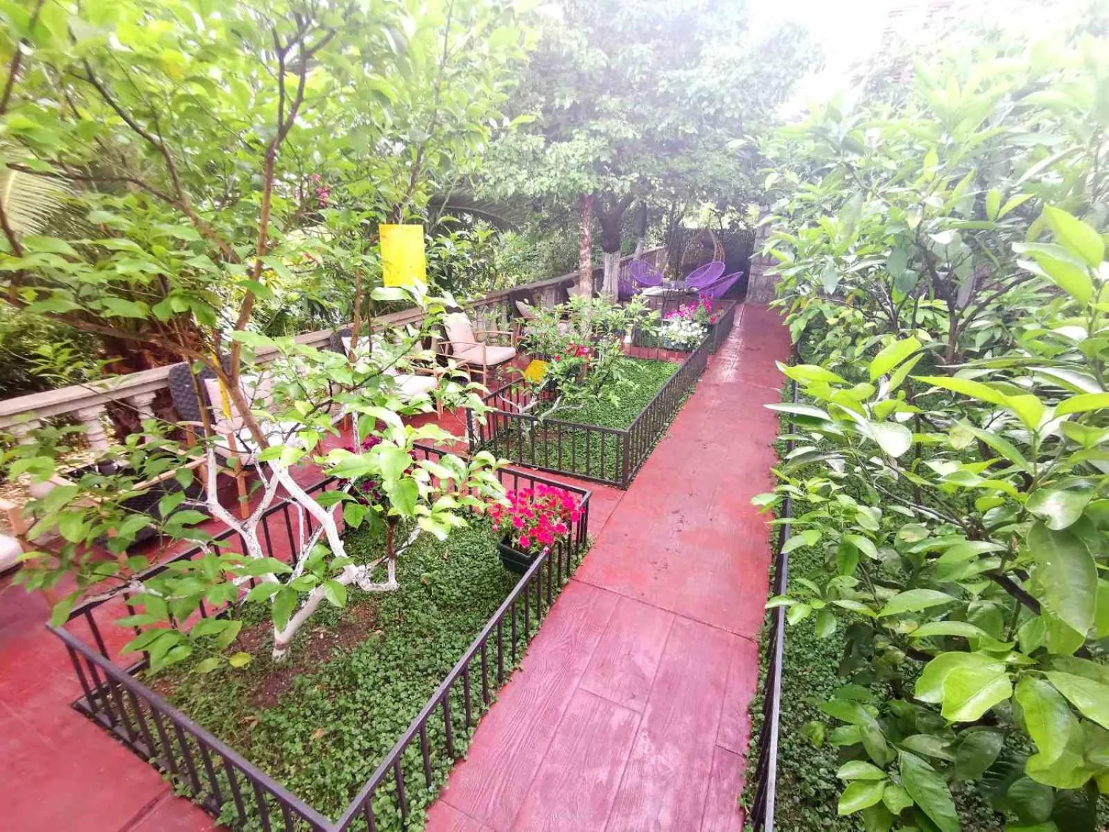 Garden in Hotel Alkima
