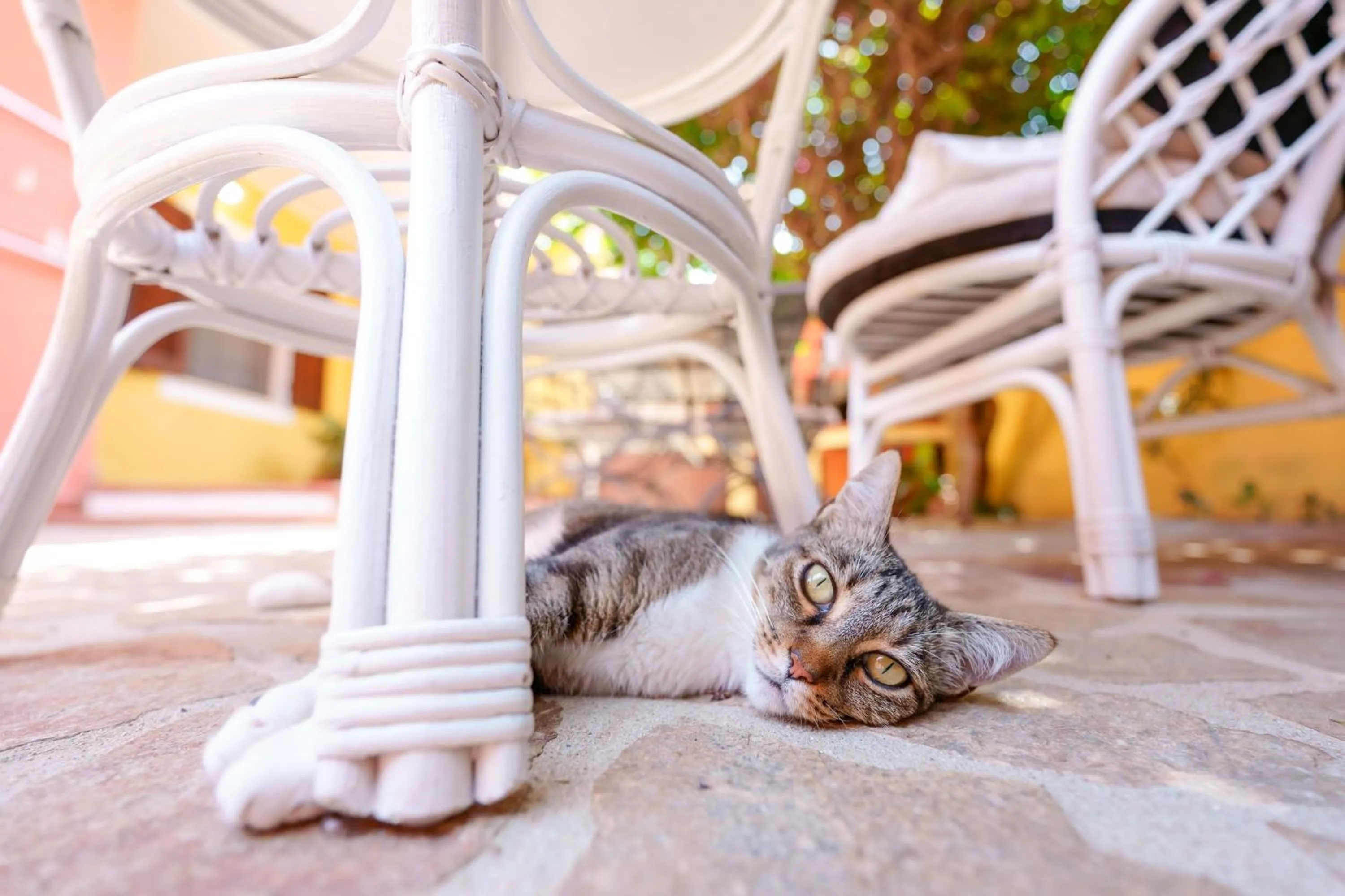 Pets in Il Piccolo Giardino rooms & breakfast