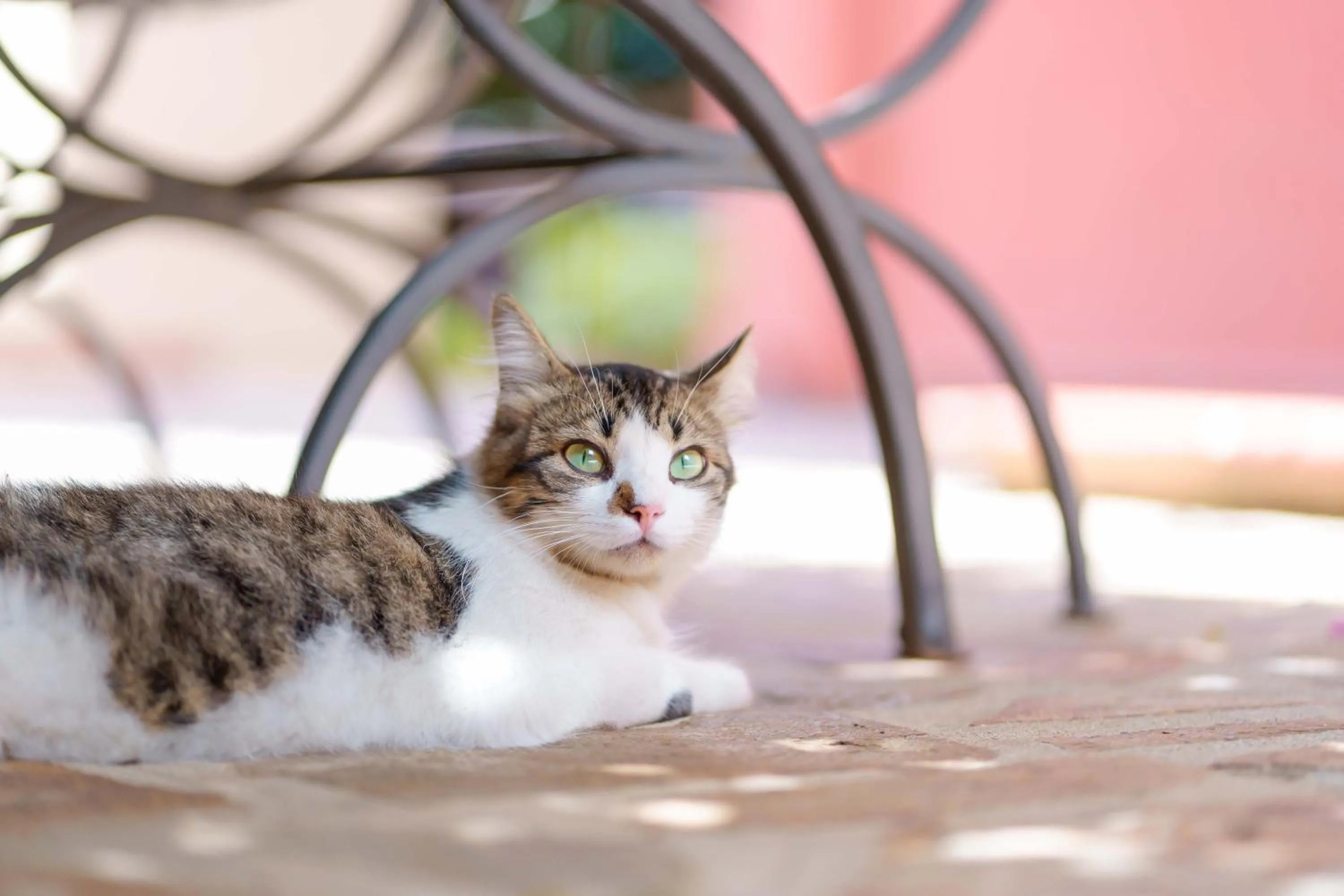 Pets in Il Piccolo Giardino rooms & breakfast