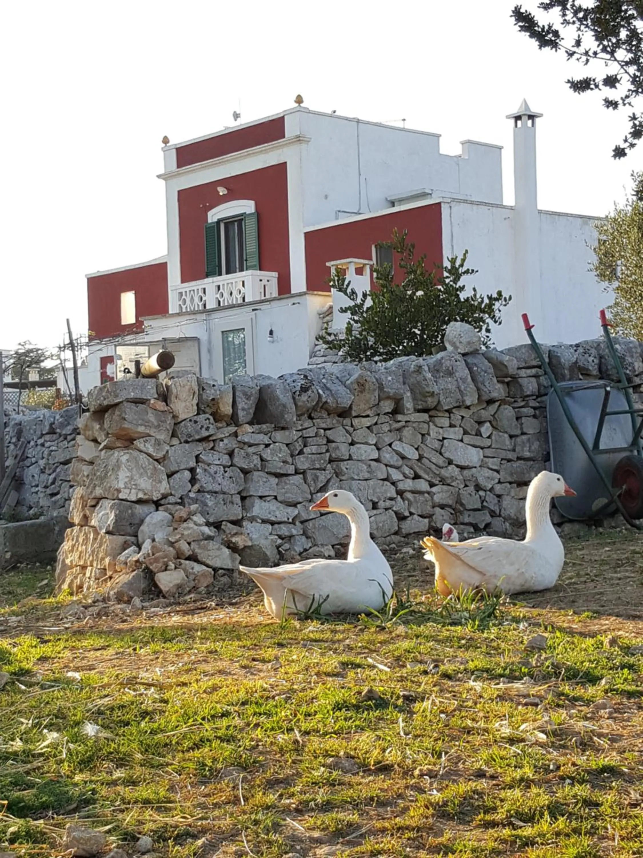 Pets in Masseria Trulli sull'Aia