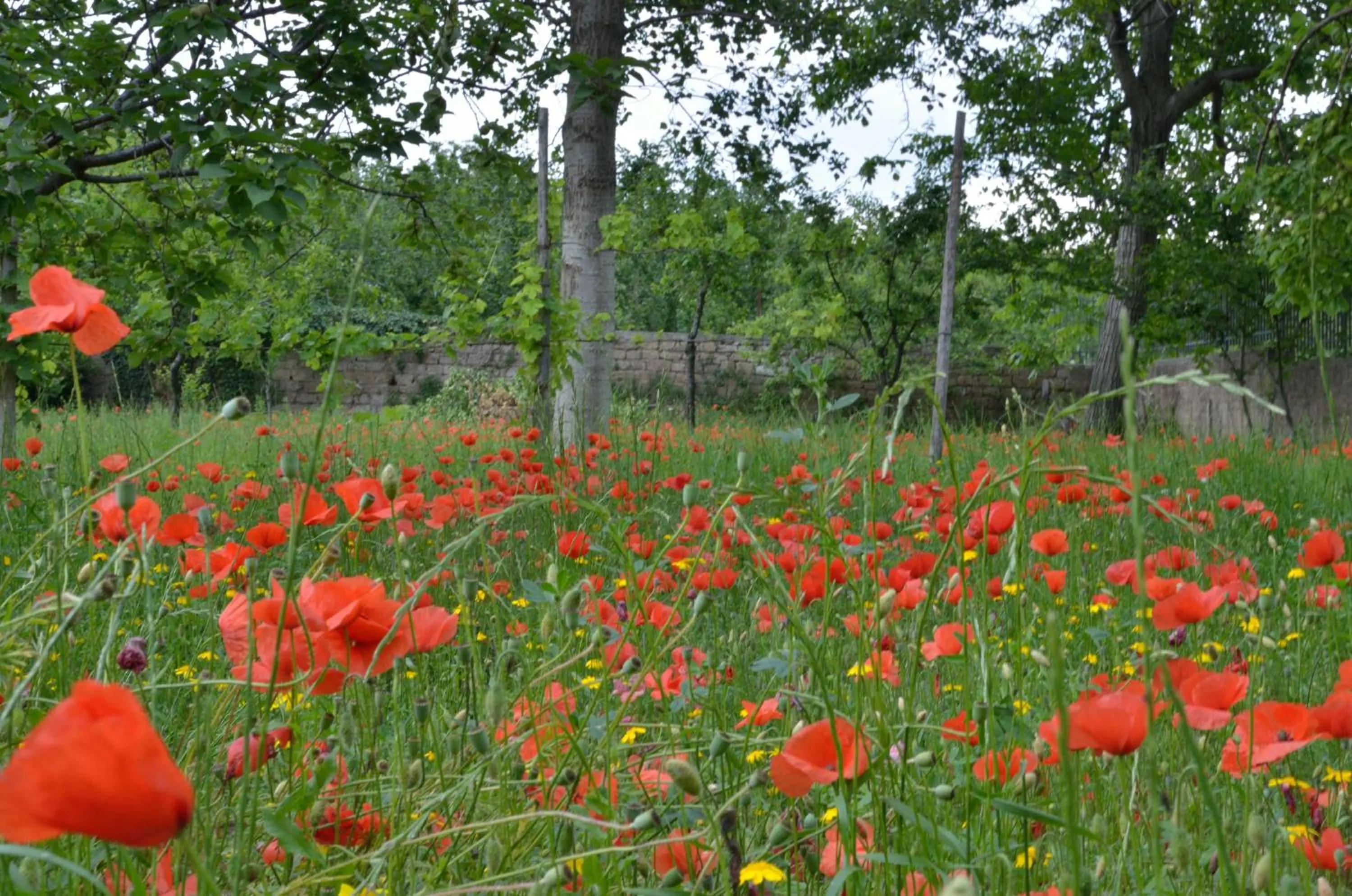 Garden in Il Giardino del Sole