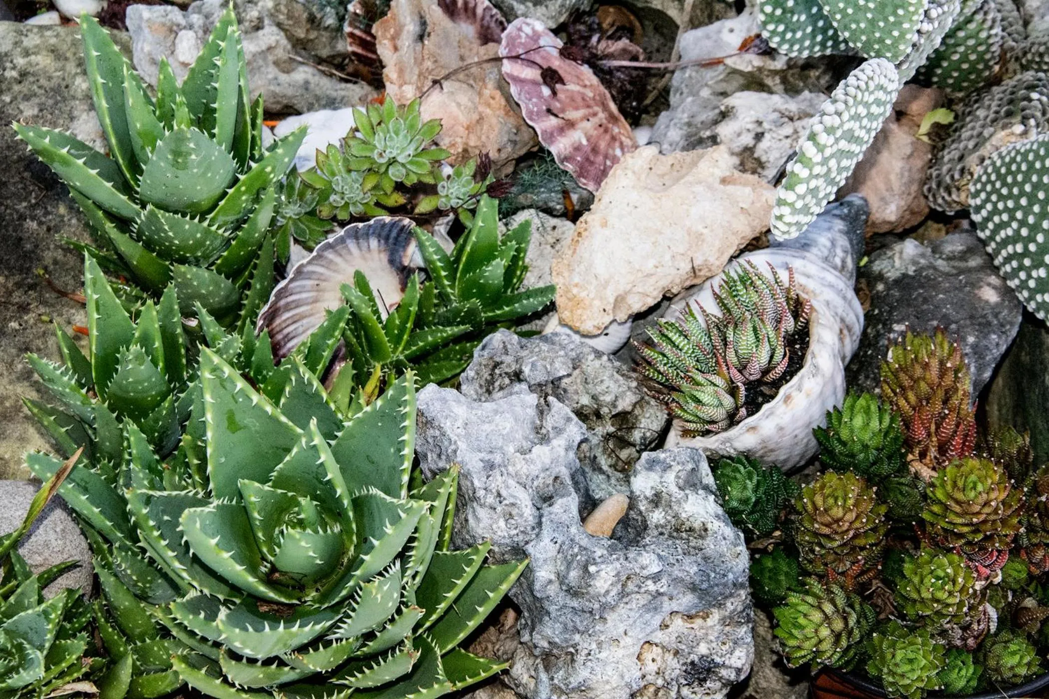 Garden view in Alkion