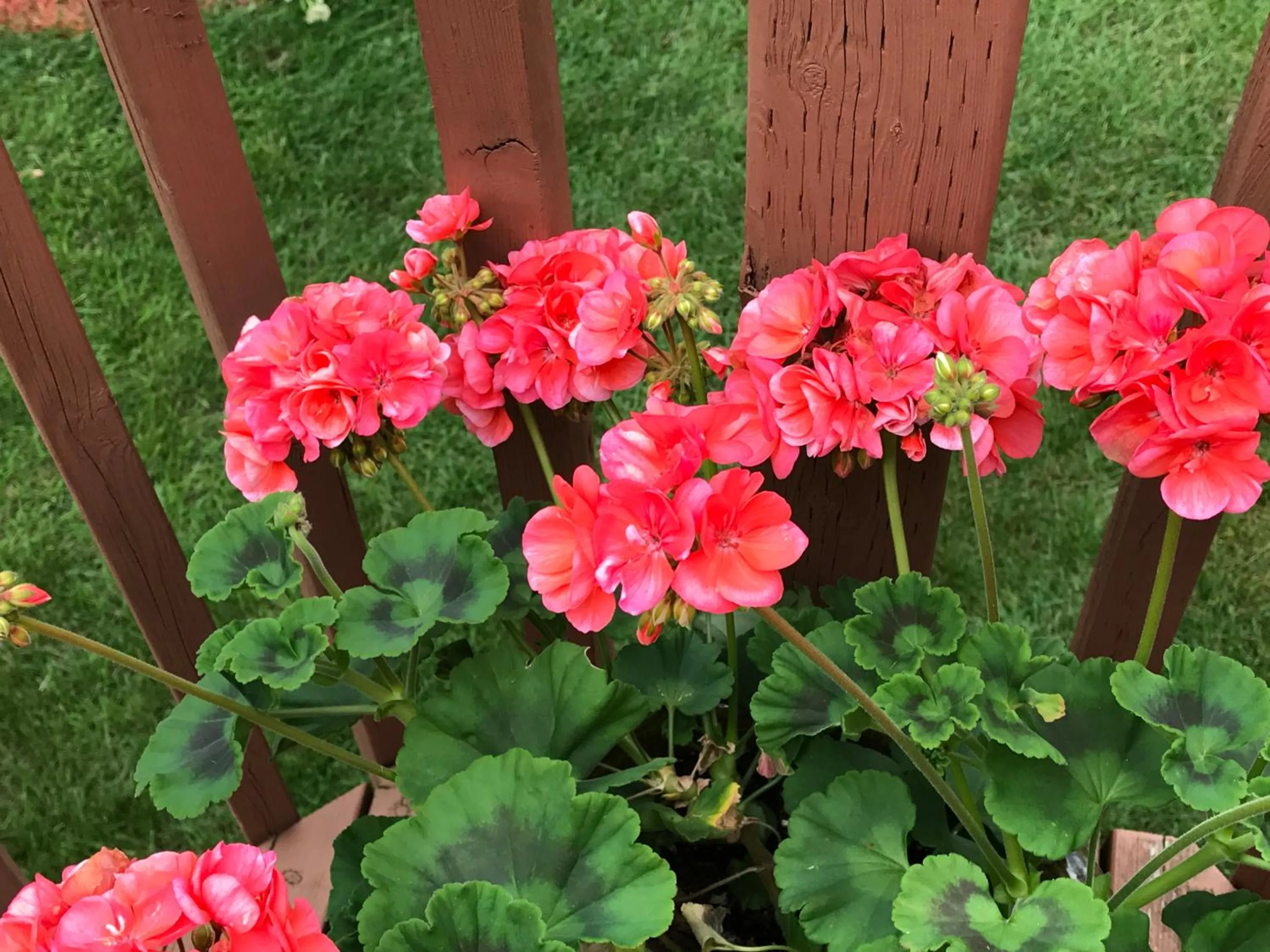 Patio in Molly's Retreat B and B