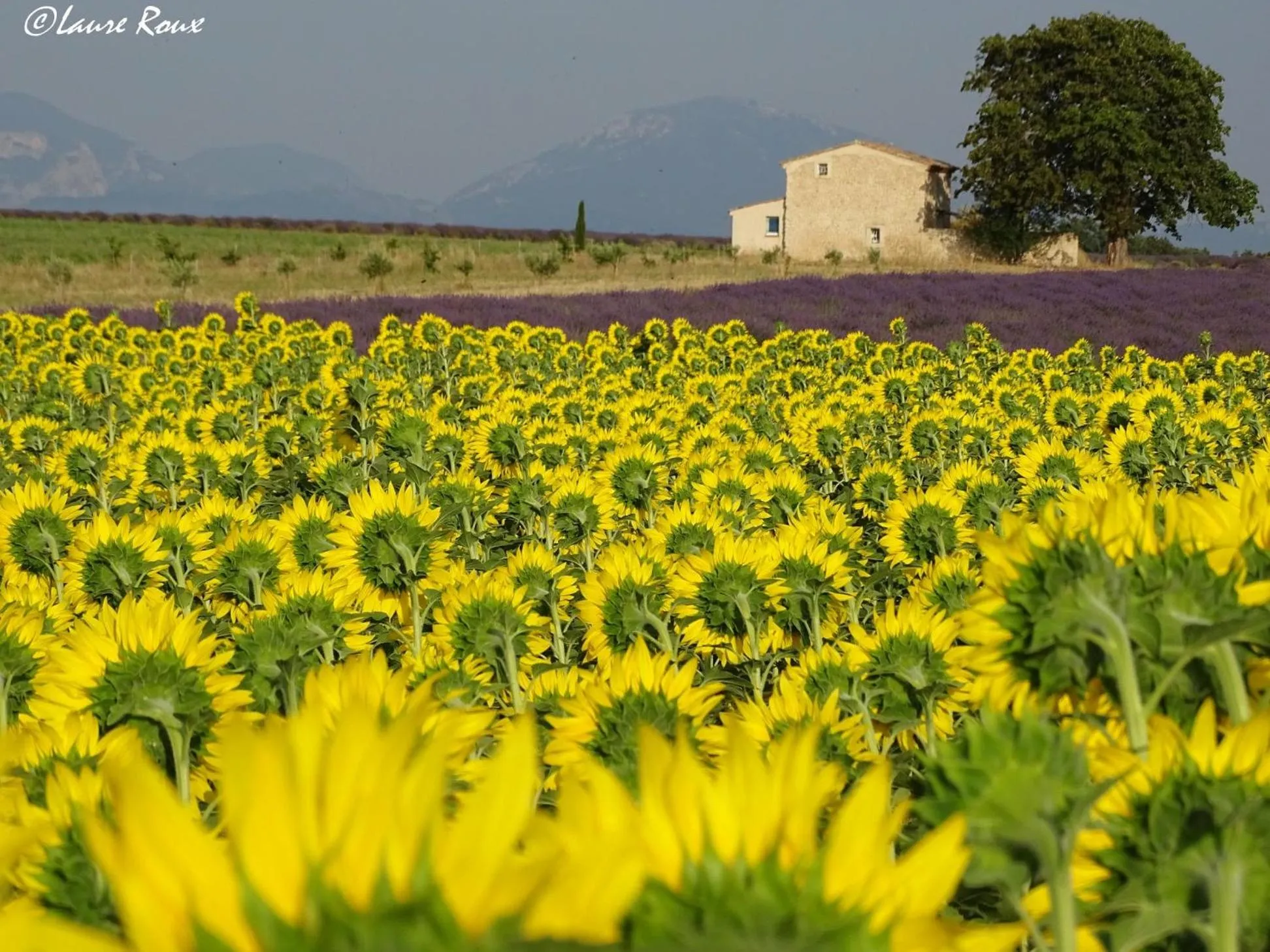 Les Secrets du Mistral