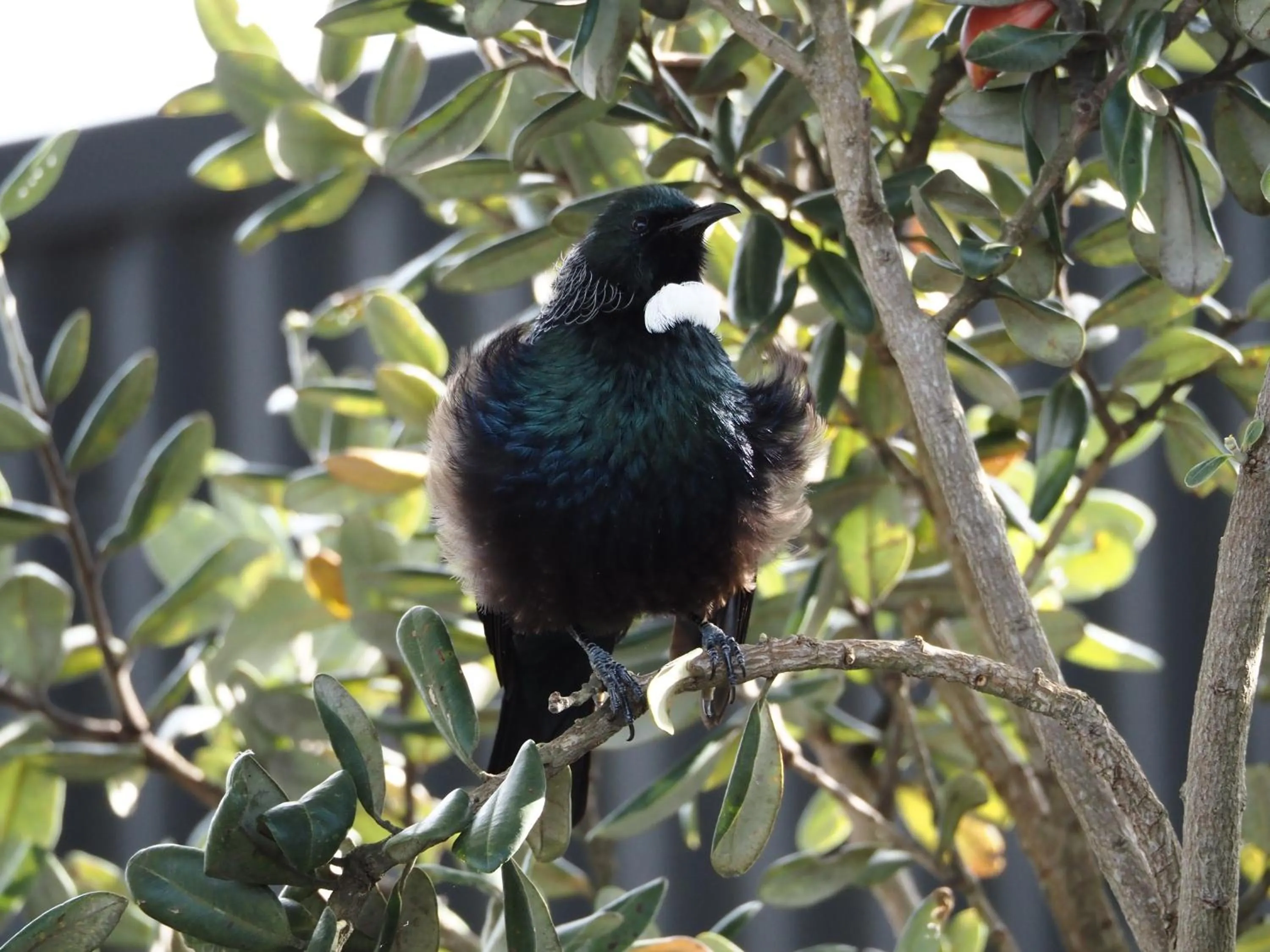 Animals in Edgewater Motel