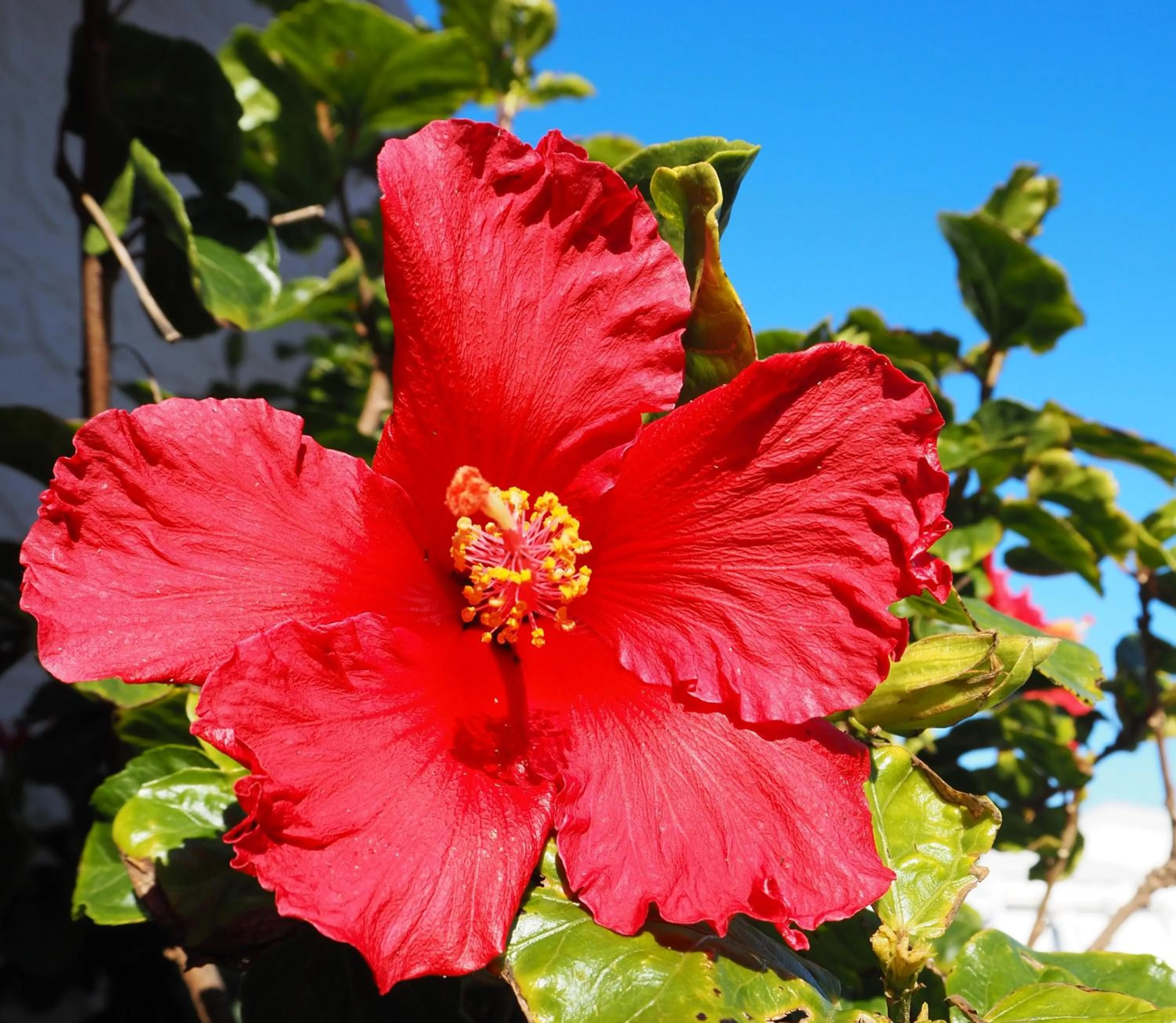 Garden in Edgewater Motel