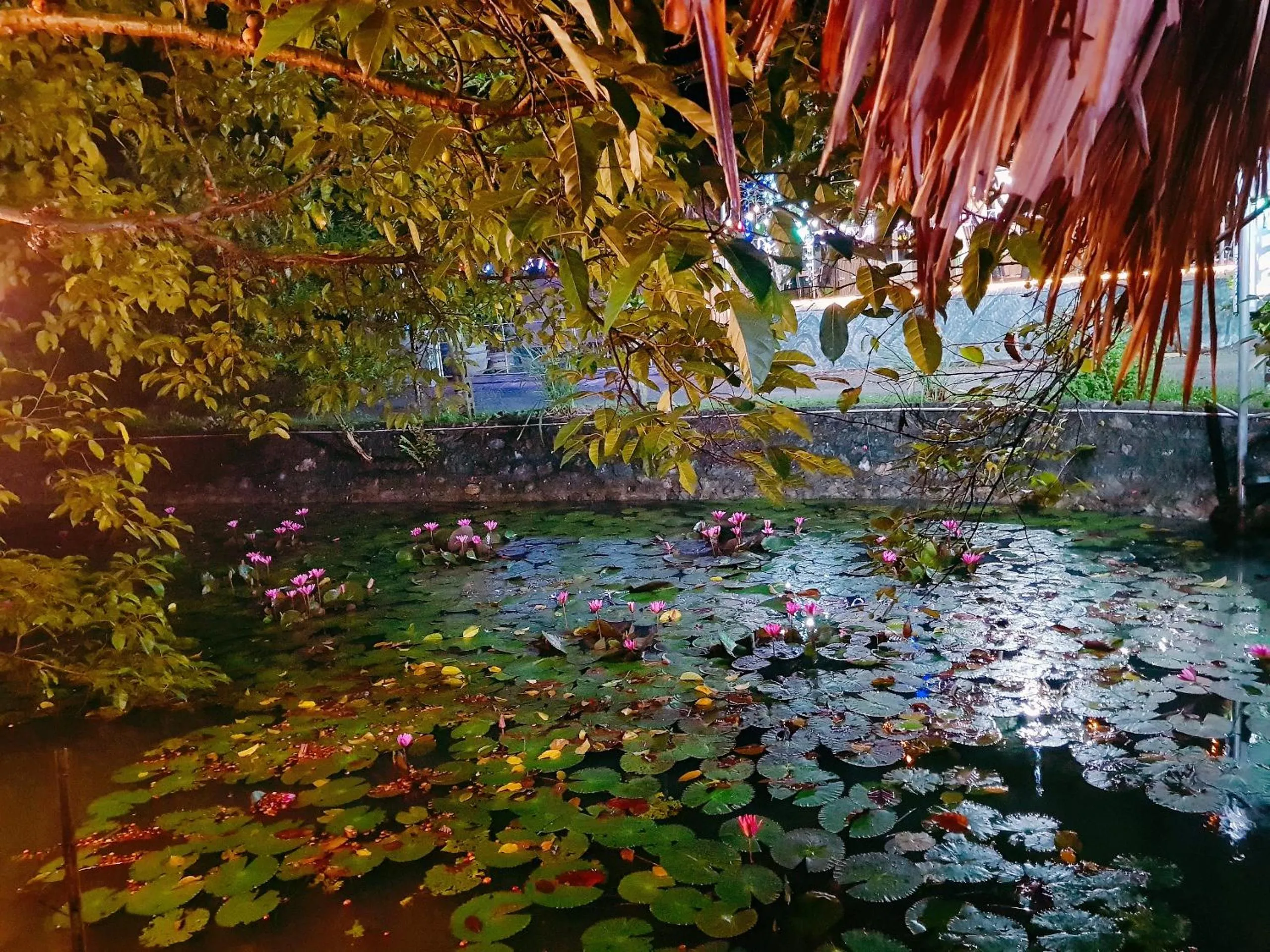 Natural landscape in Quoc Khanh Bamboo Homestay