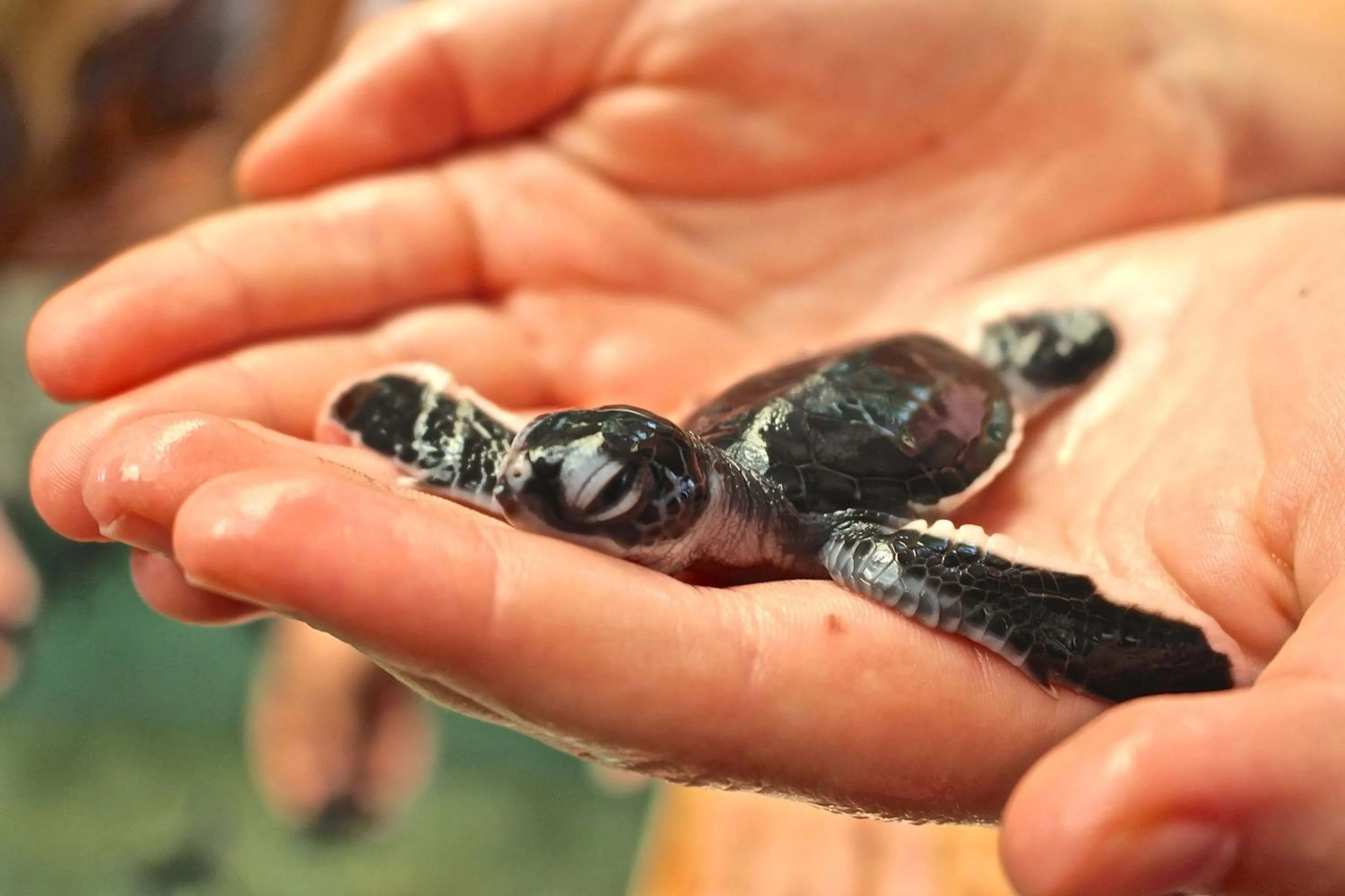 Beach in Cozy Sea view Inn