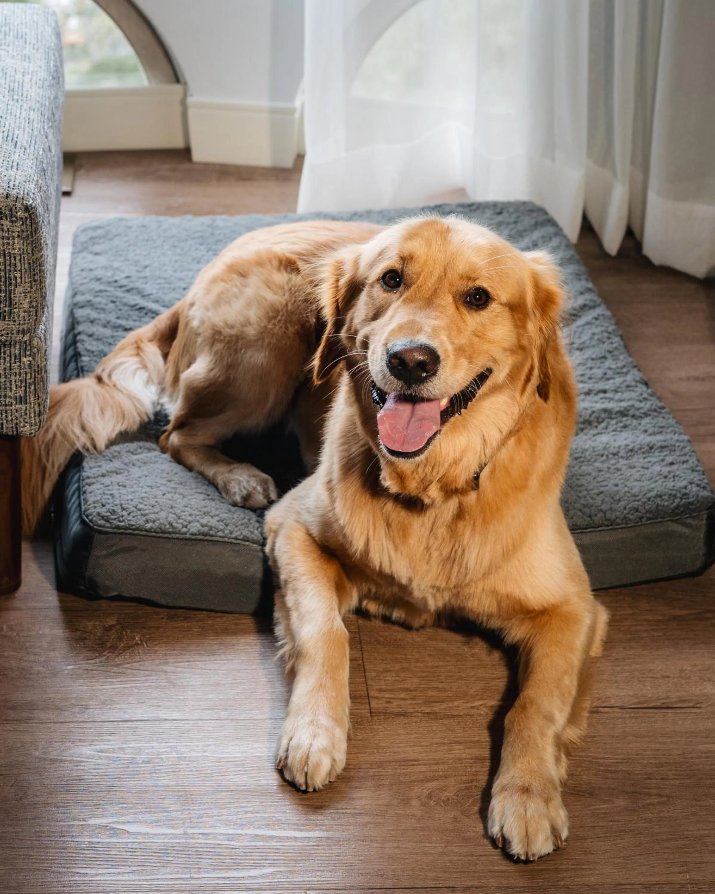 Animals in Montreal Marriott Chateau Champlain