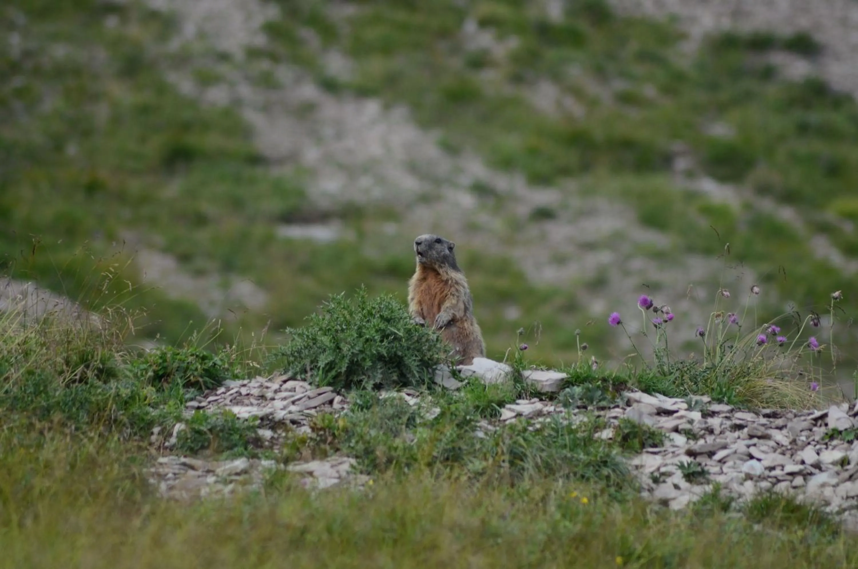 Nearby landmark in Al Trifoglio