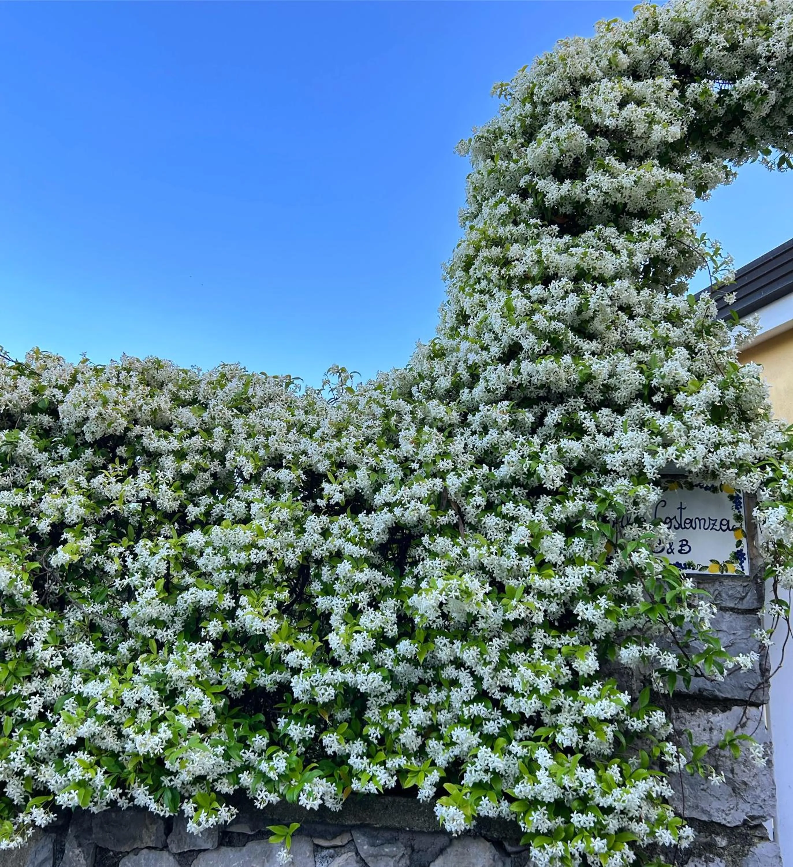 Spring in Villa Costanza sorrento B&b