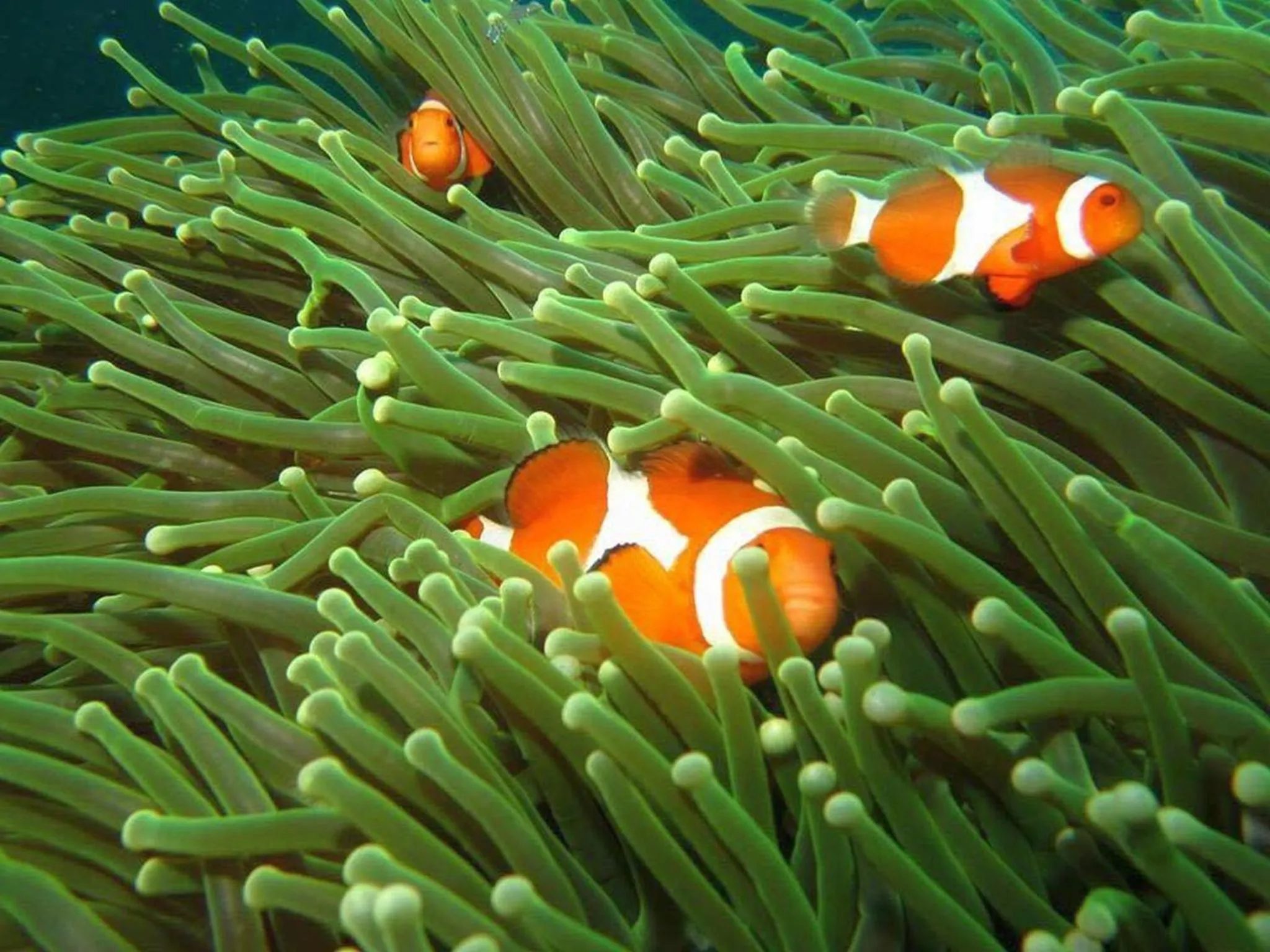 Activities in Bentrina Diving Resort