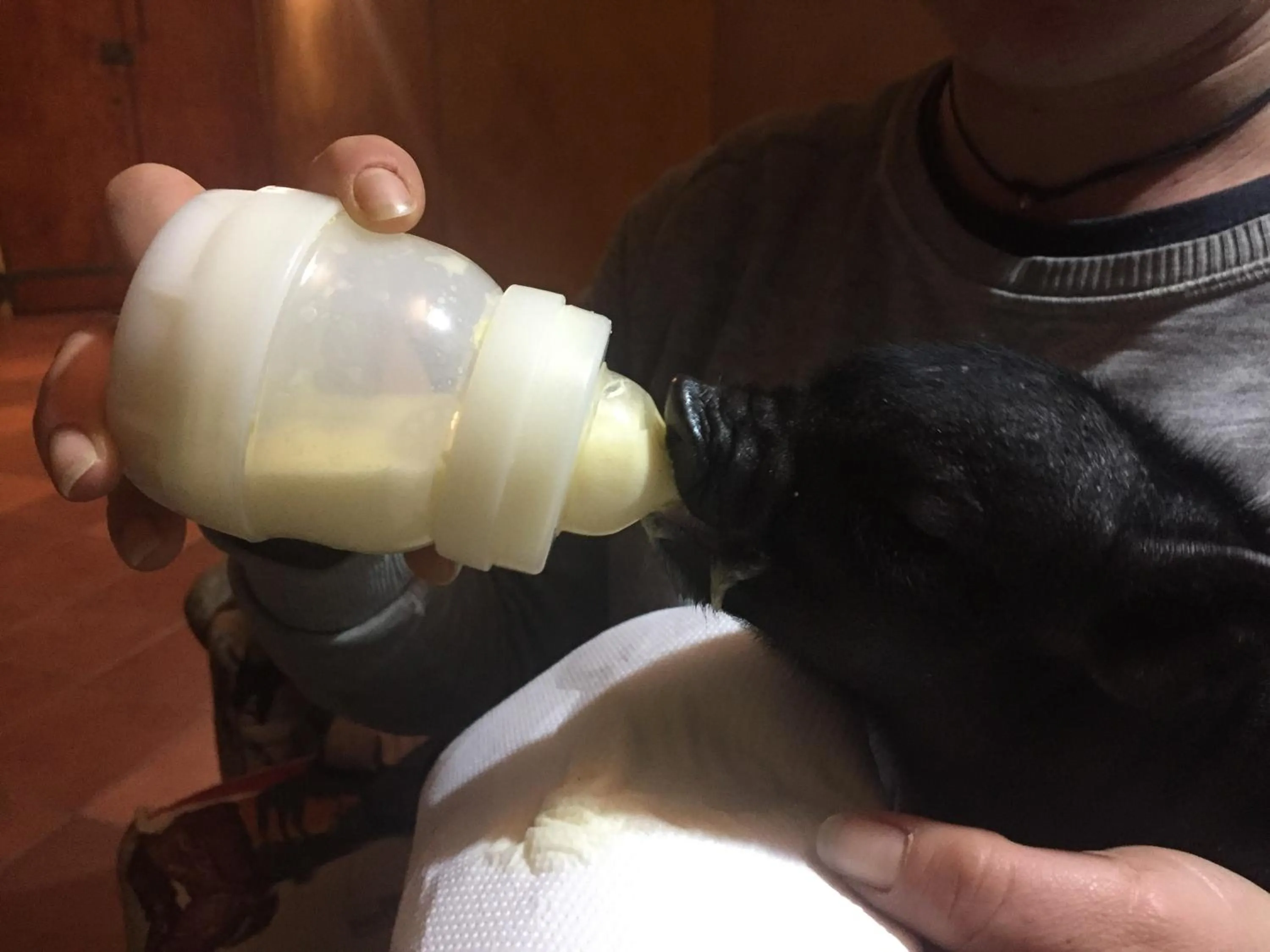 Animals in Cantina del Casale