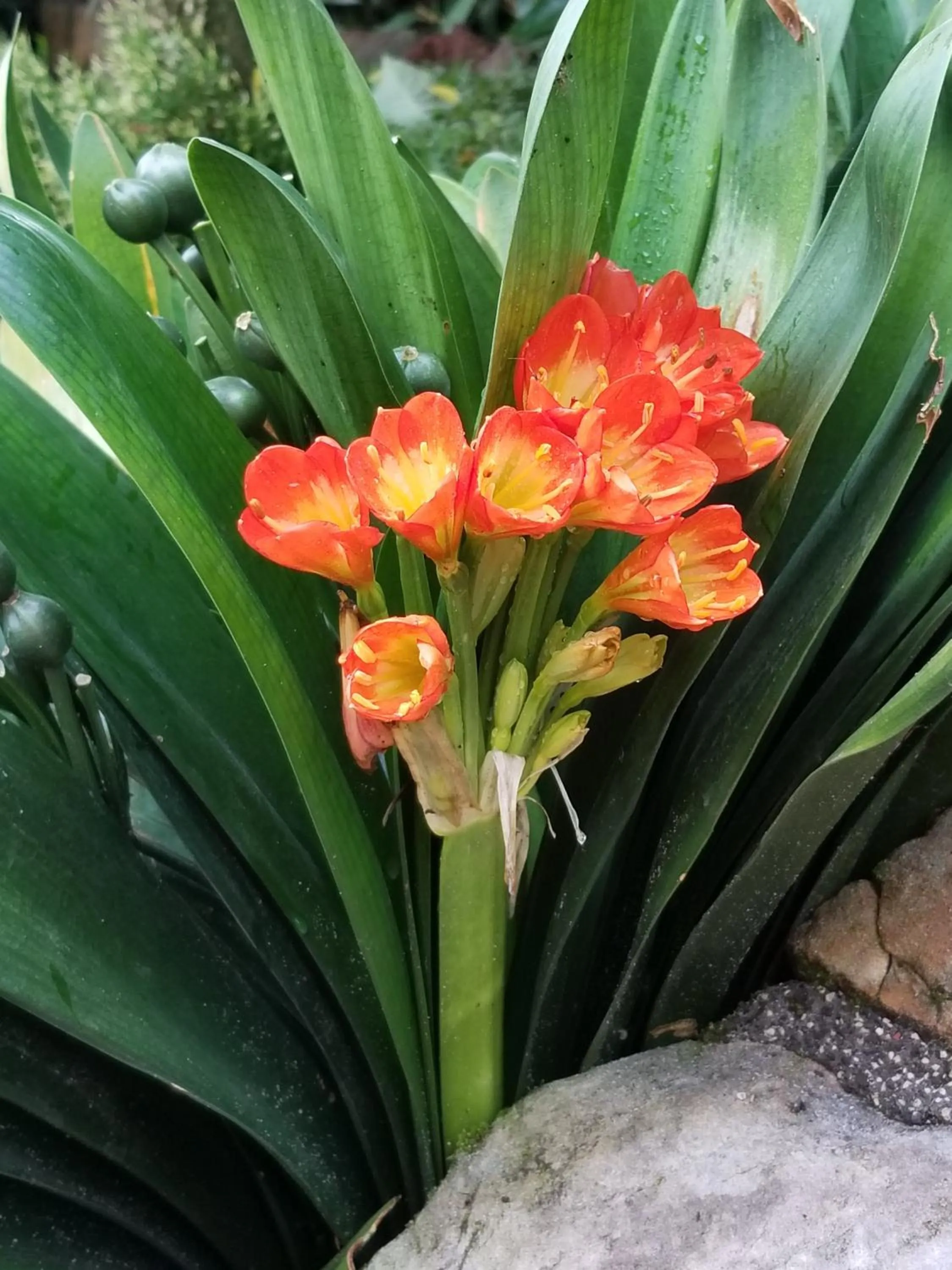 Property building in La Terraza Guest House B&B