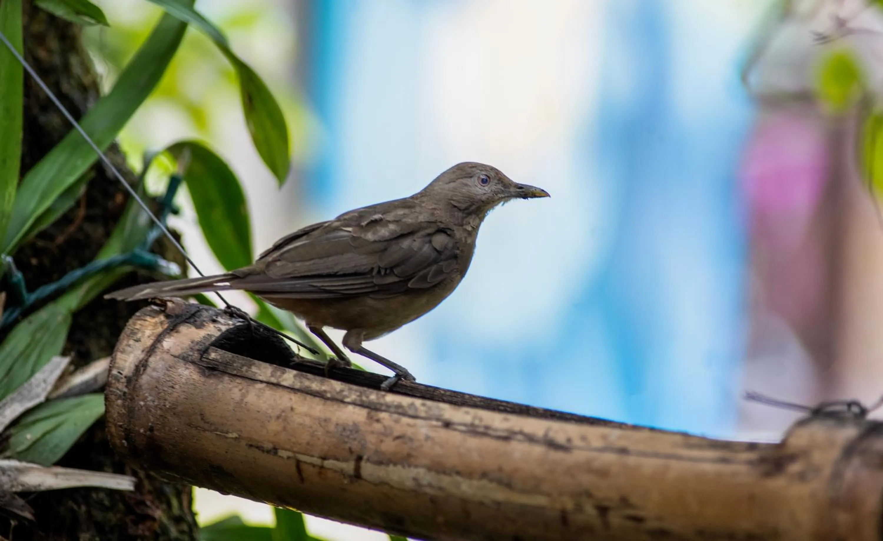 La Terraza Guest House B&B