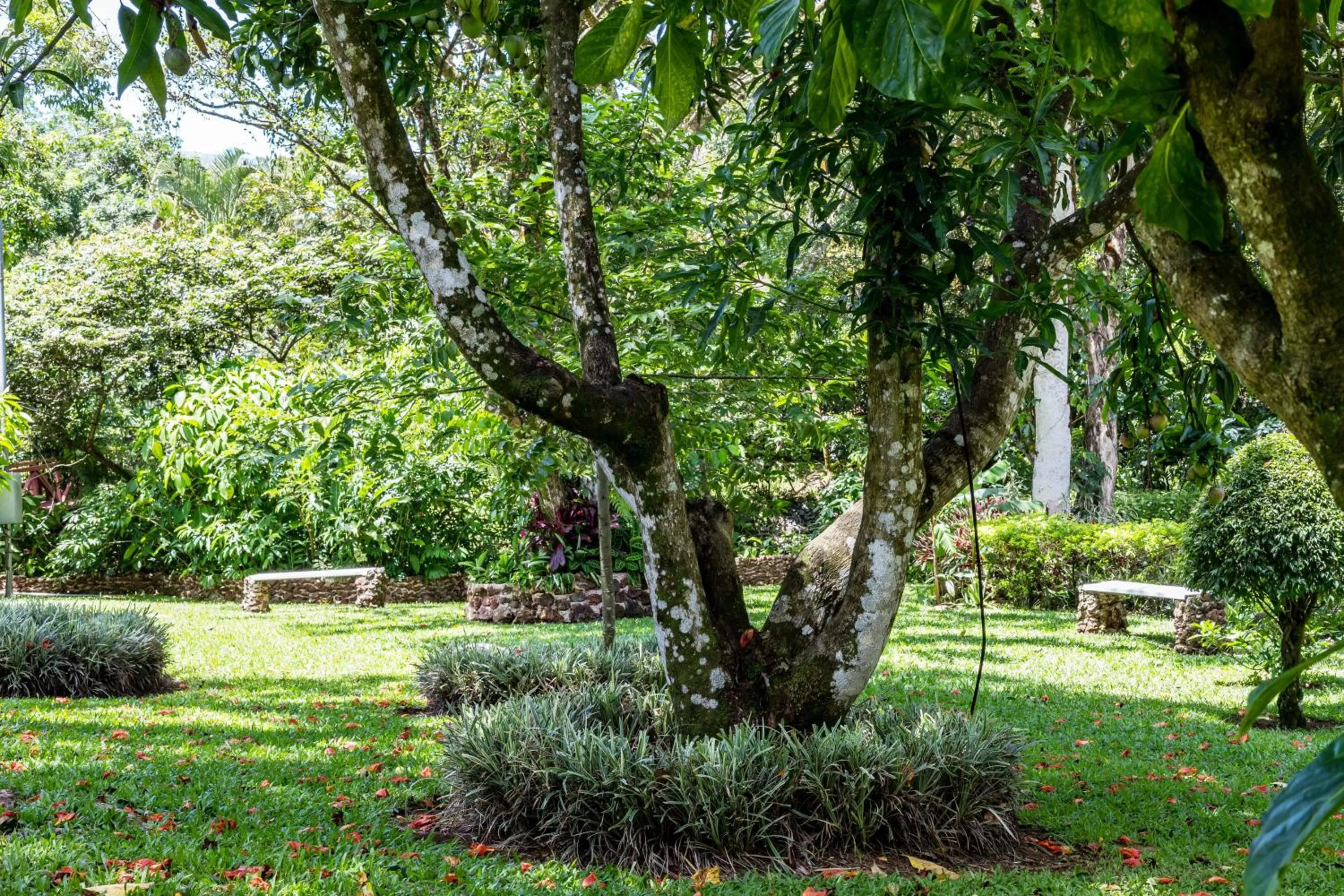 Garden in La Terraza Guest House B&B