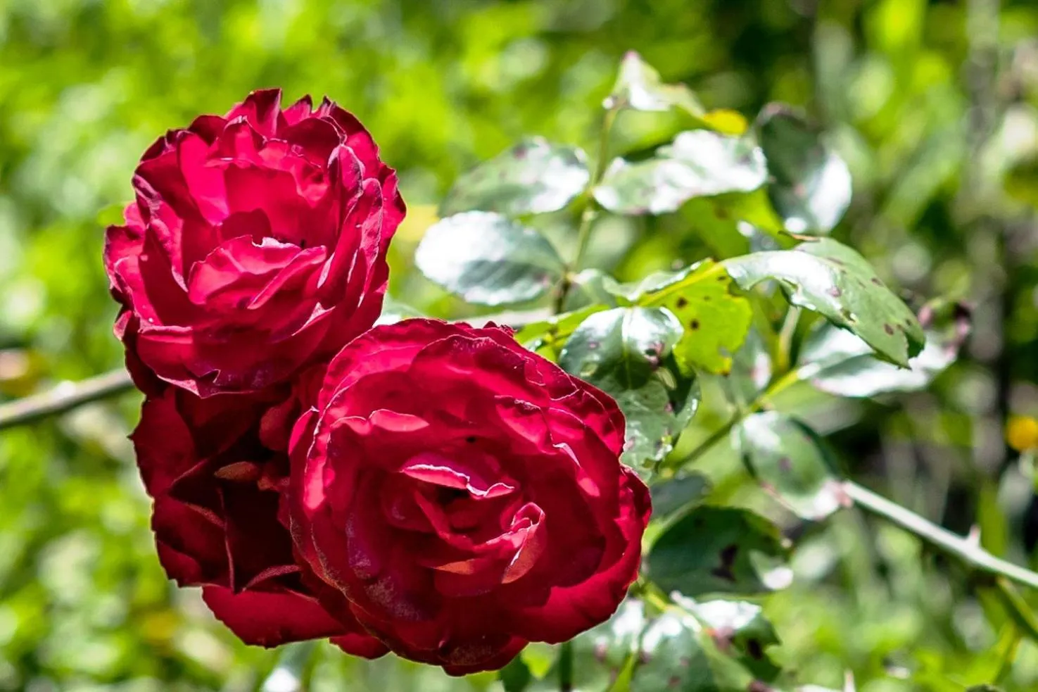 Garden in La Terraza Guest House B&B