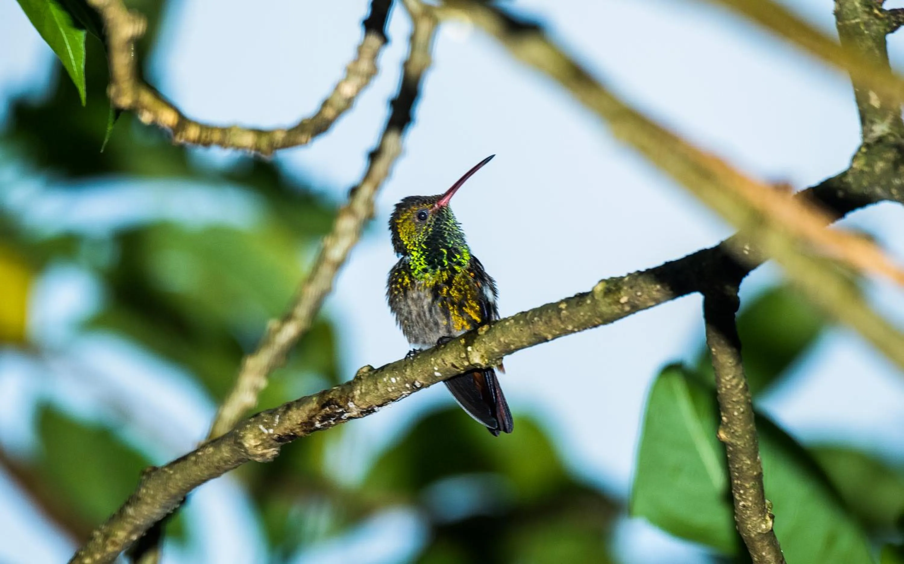 La Terraza Guest House B&B