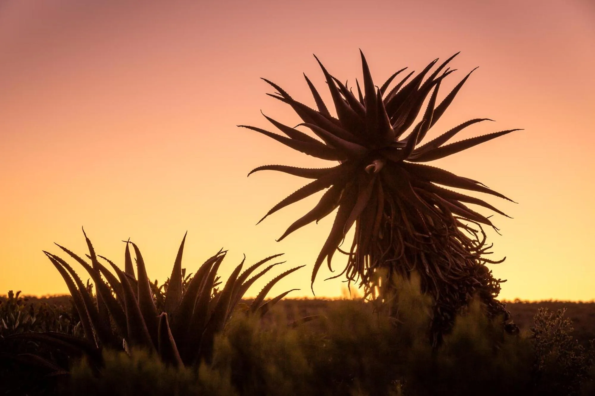 View (from property/room) in Wildehondekloof Game Lodge