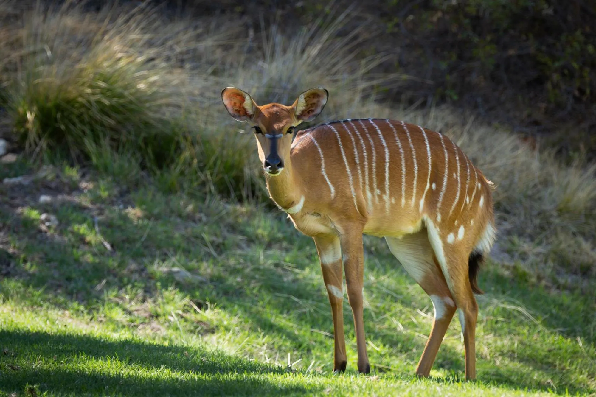 Animals in Wildehondekloof Game Lodge