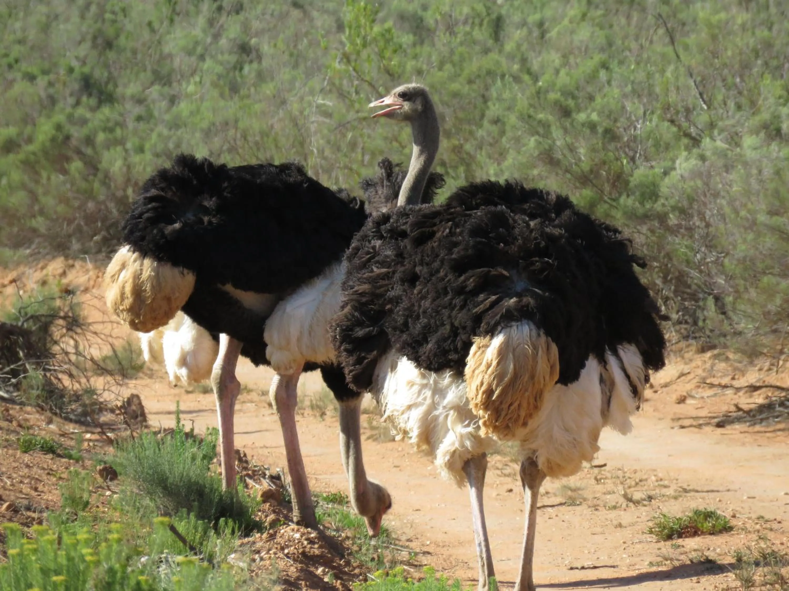 Animals in Wildehondekloof Game Lodge