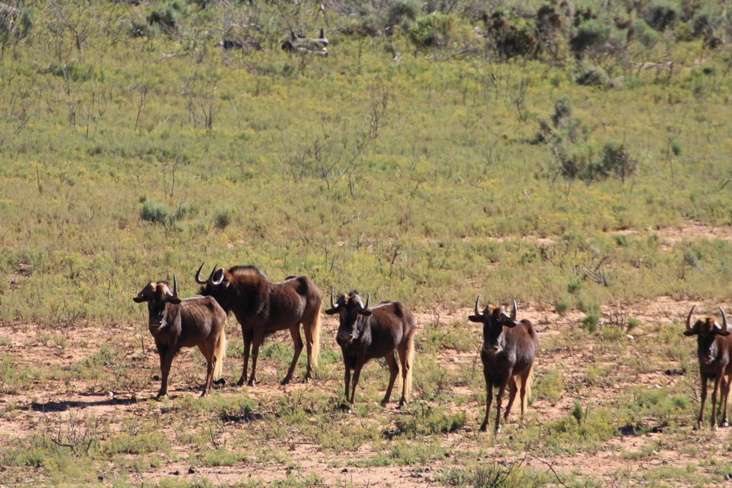 Animals in Wildehondekloof Game Lodge
