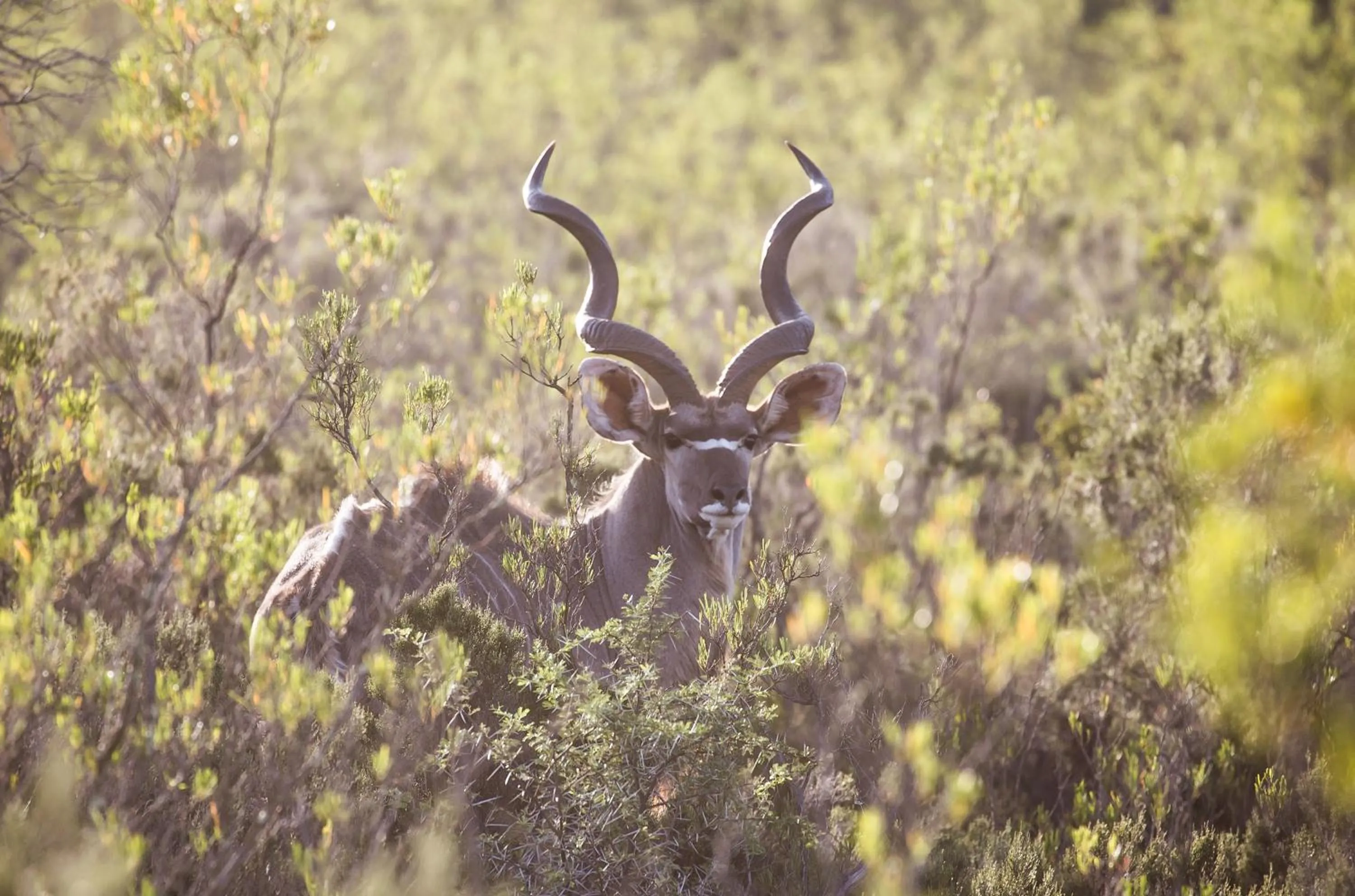 Animals in Wildehondekloof Game Lodge