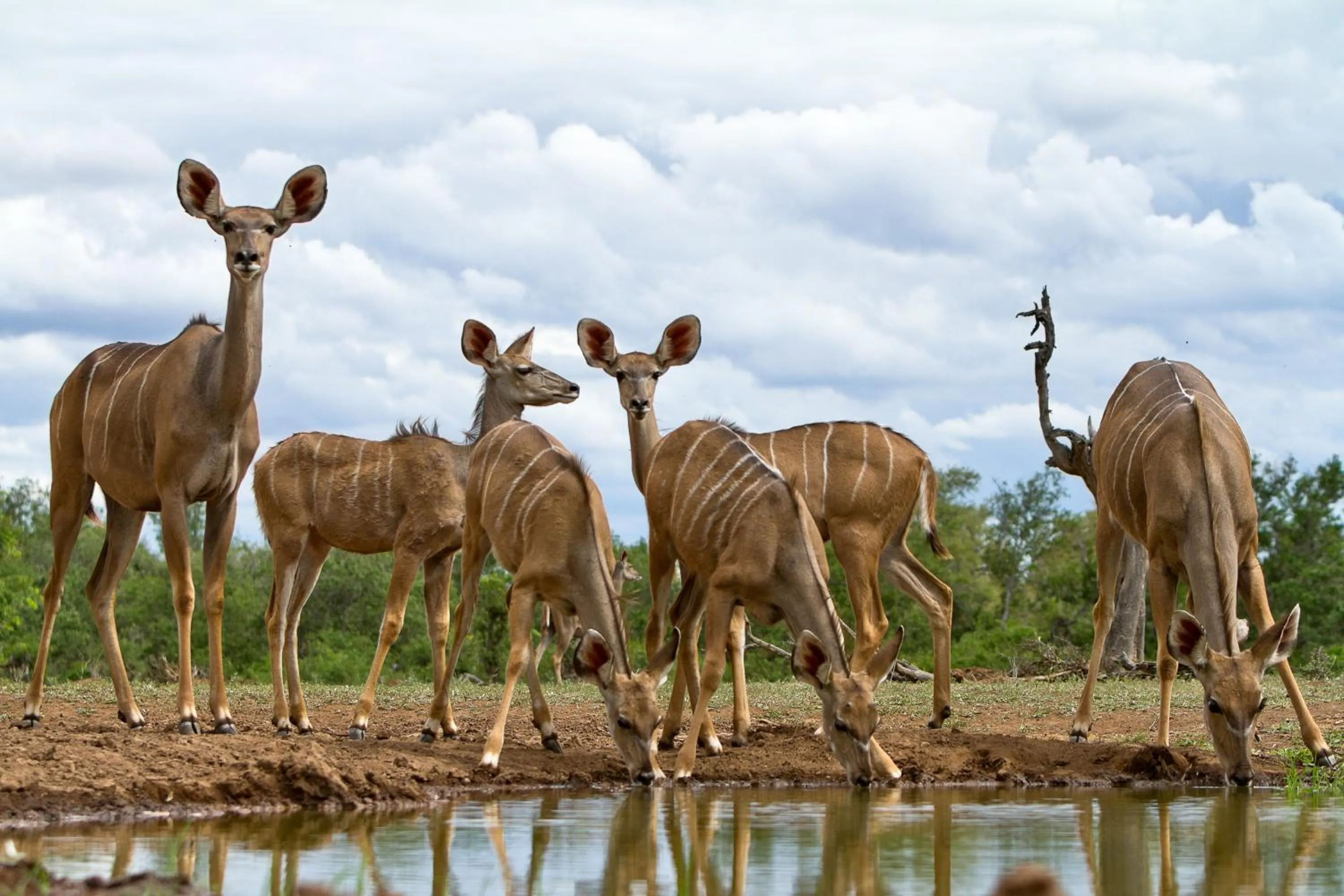 Animals in Wildehondekloof Game Lodge