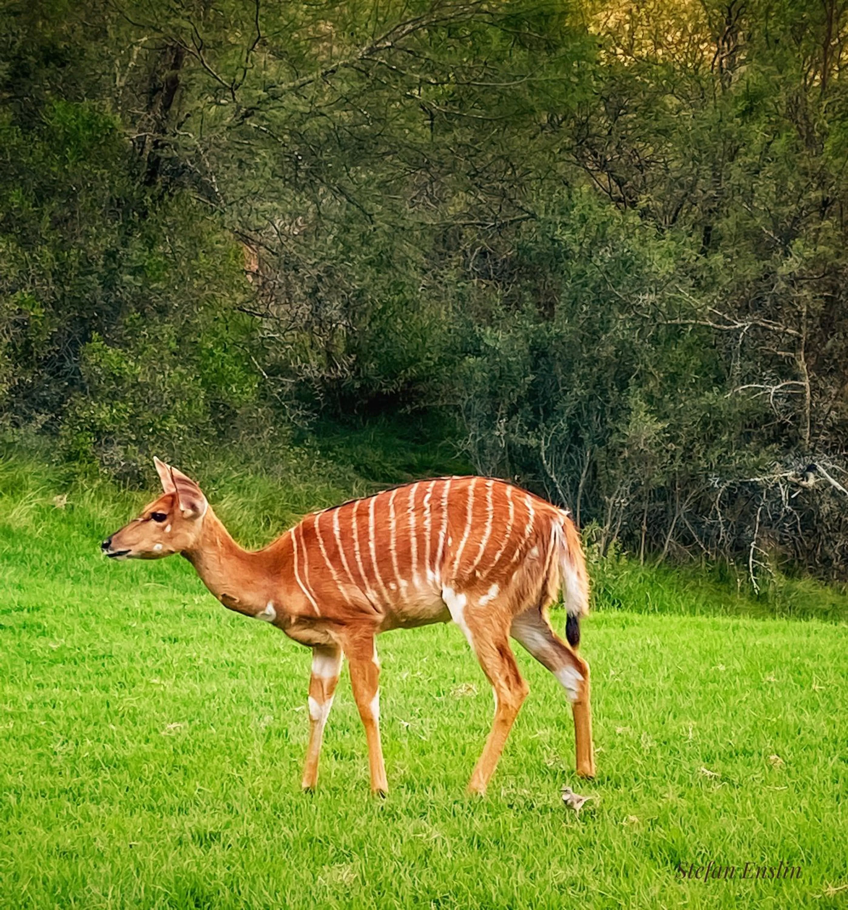 Animals in Wildehondekloof Game Lodge