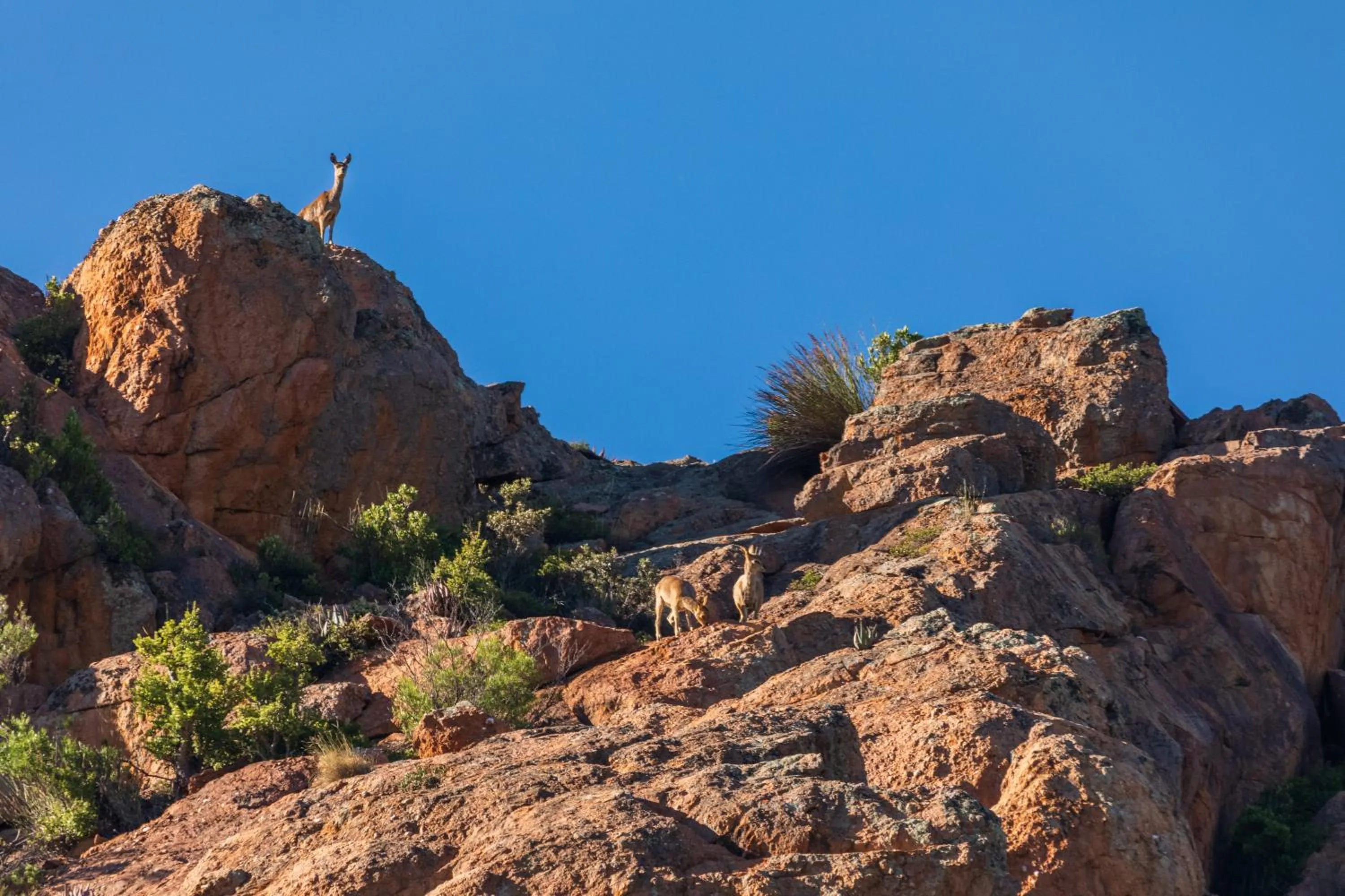 View (from property/room) in Wildehondekloof Game Lodge