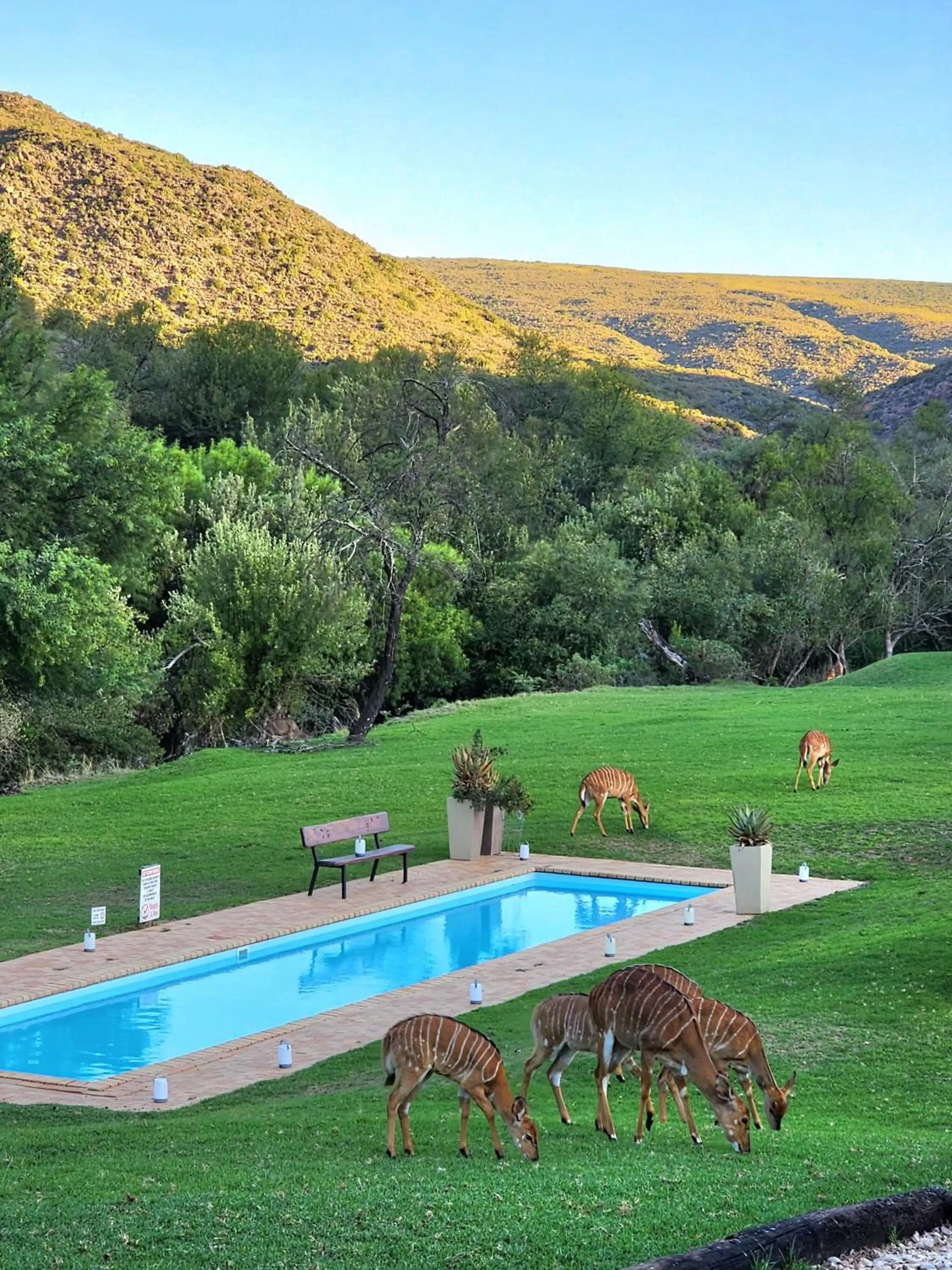 Swimming pool in Wildehondekloof Game Lodge