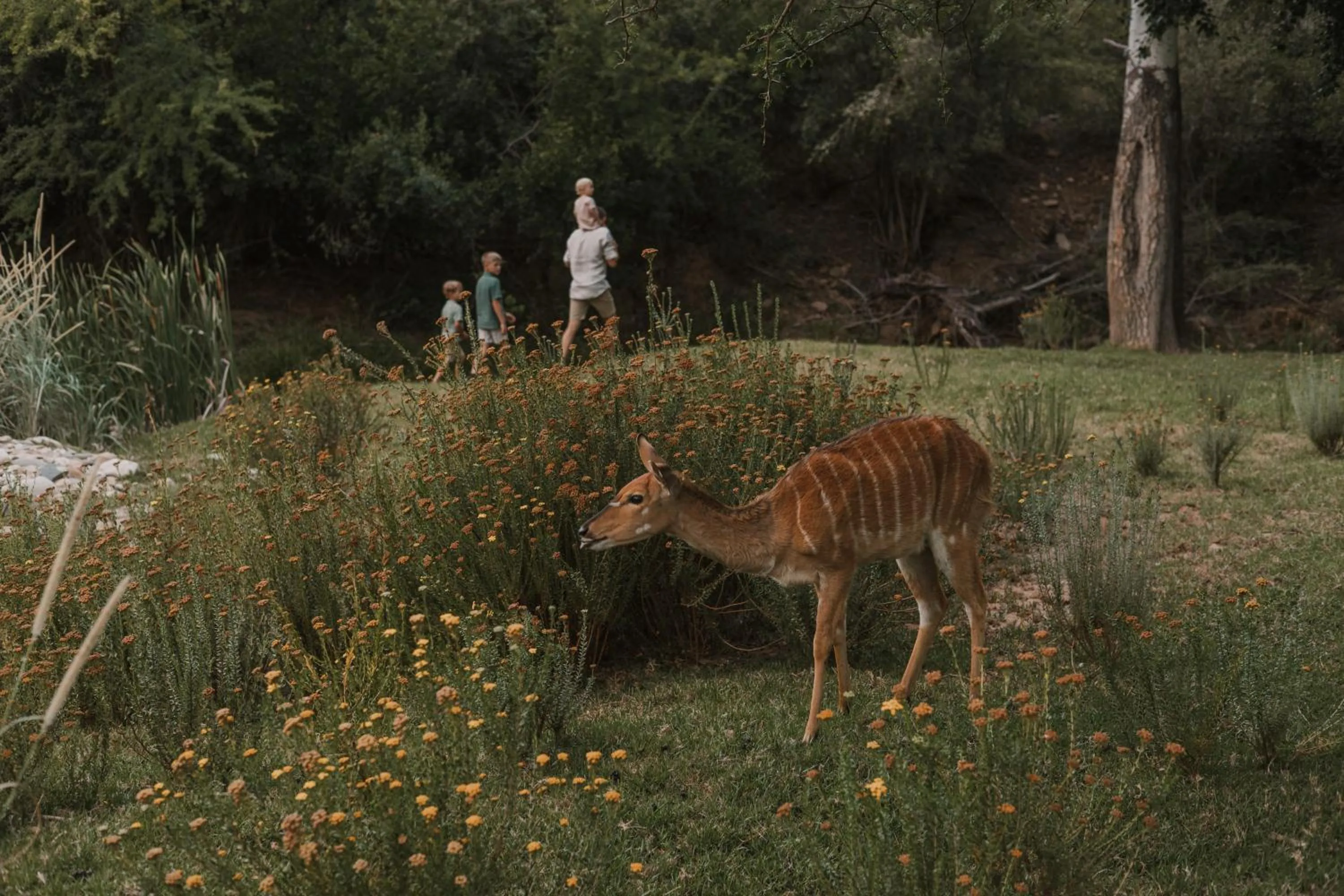 View (from property/room) in Wildehondekloof Game Lodge