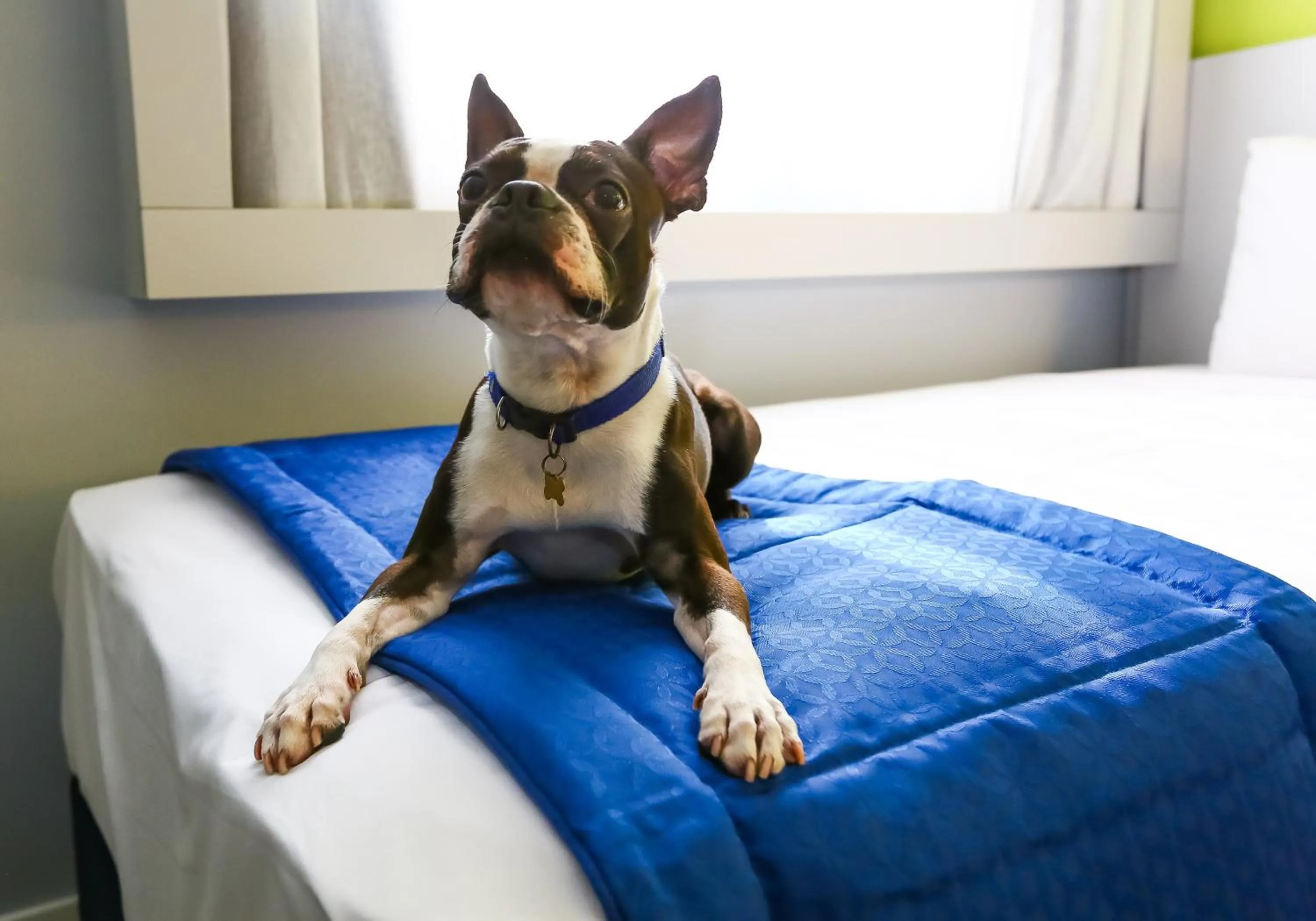 Pets, Bed in Go Inn Santo André