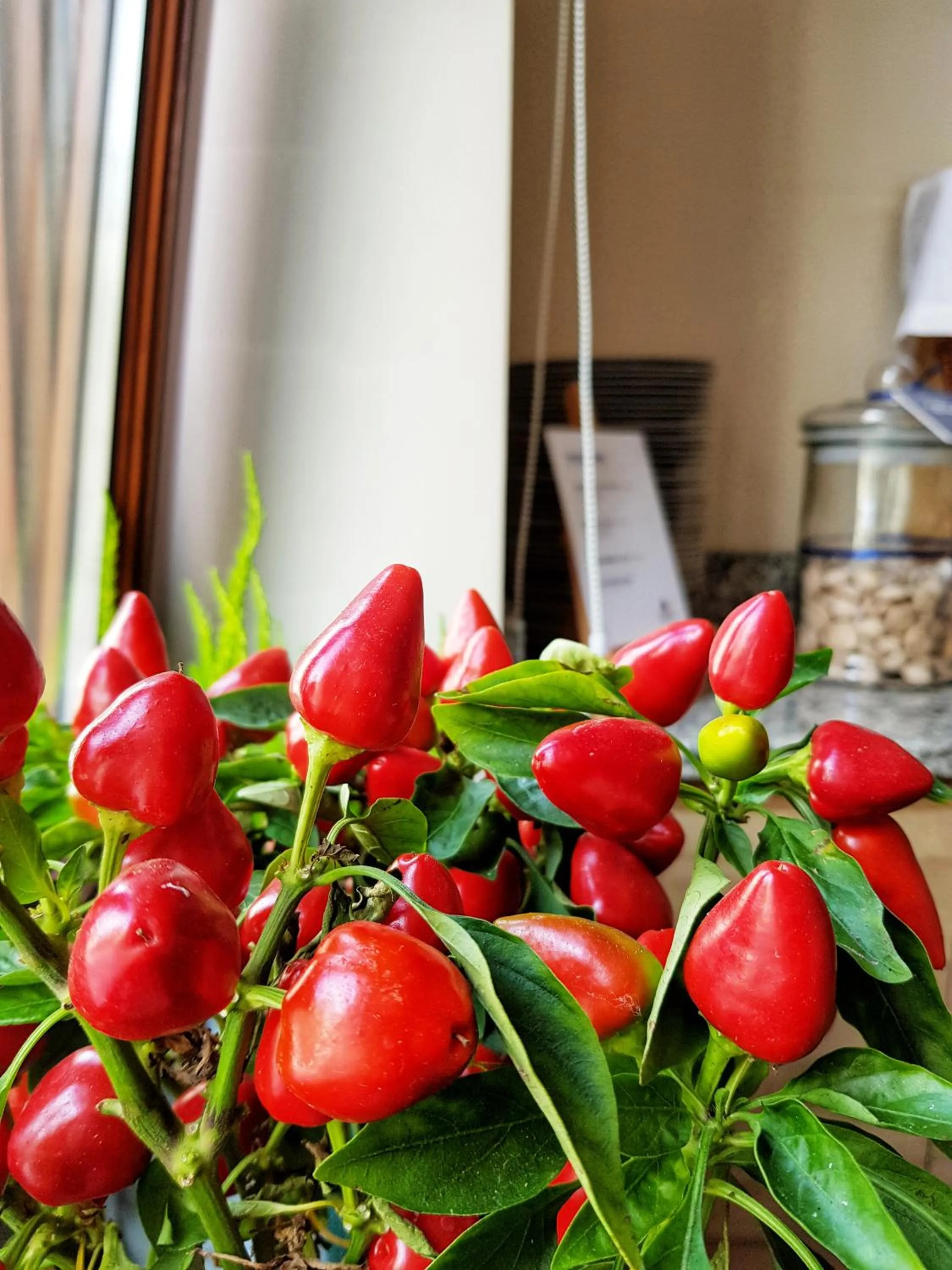 Summer in Aparthotel Hornigold "W Zielonej Kamienicy"