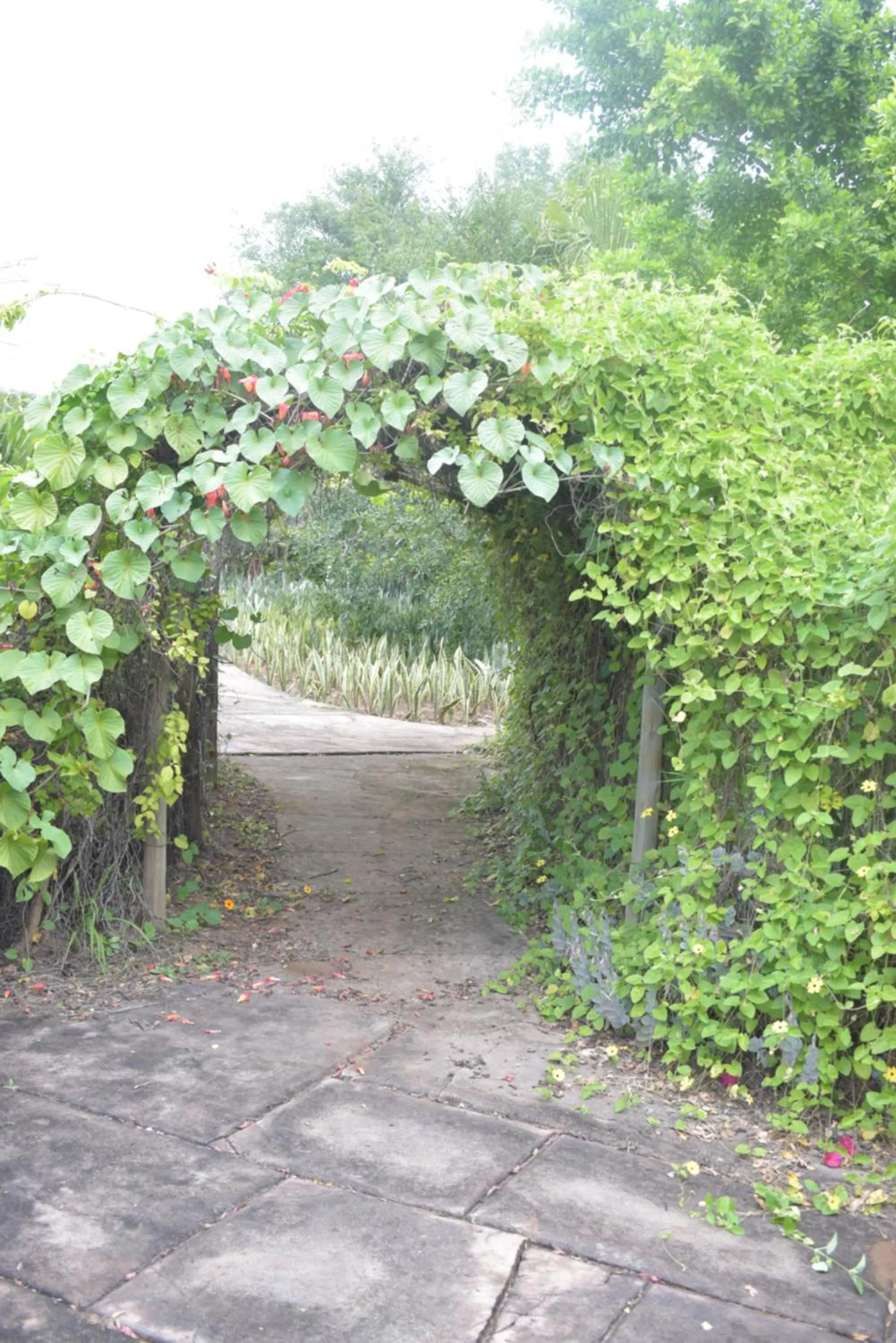 Garden in Copacopa Lodge and Conference Centre