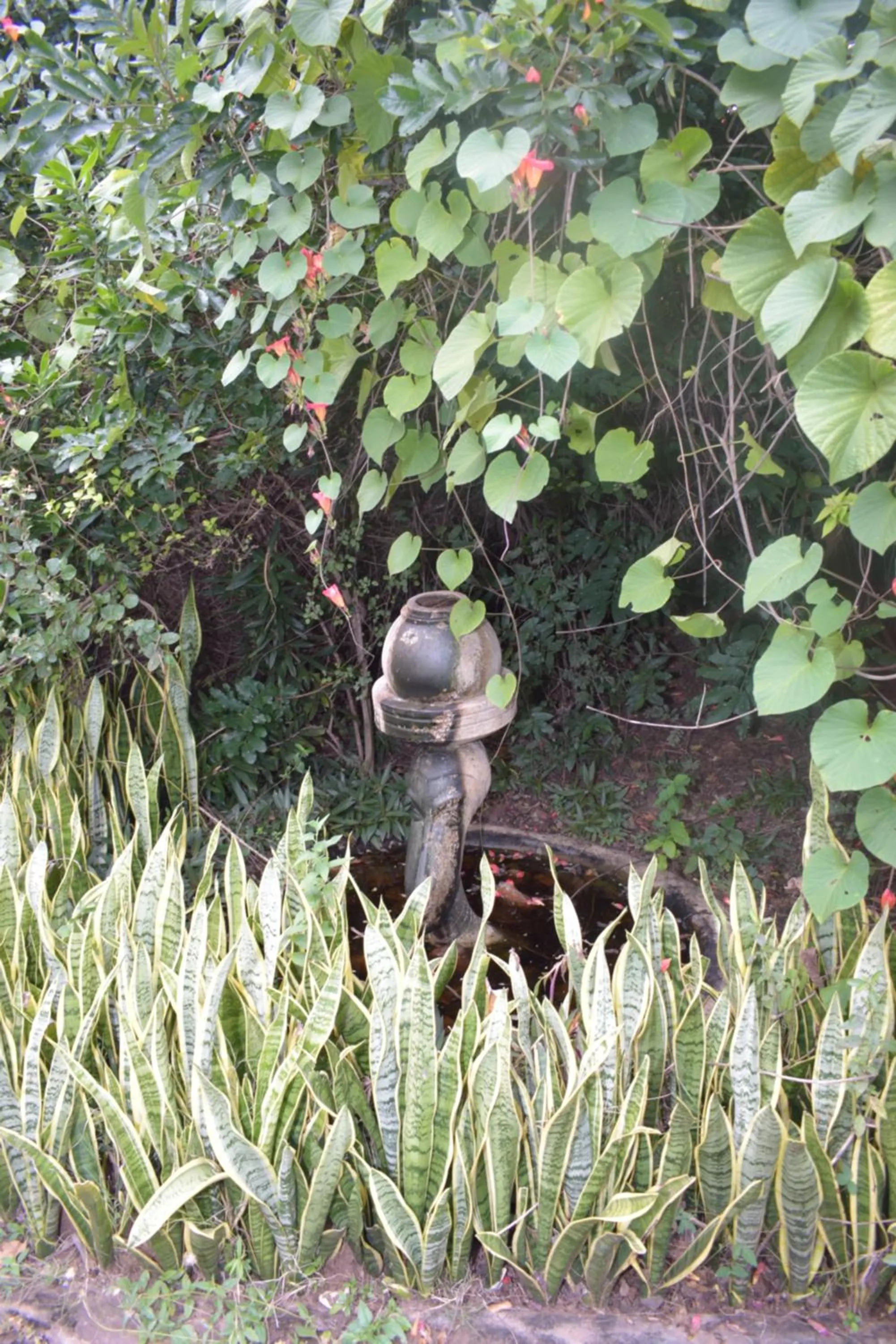 Garden in Copacopa Lodge and Conference Centre