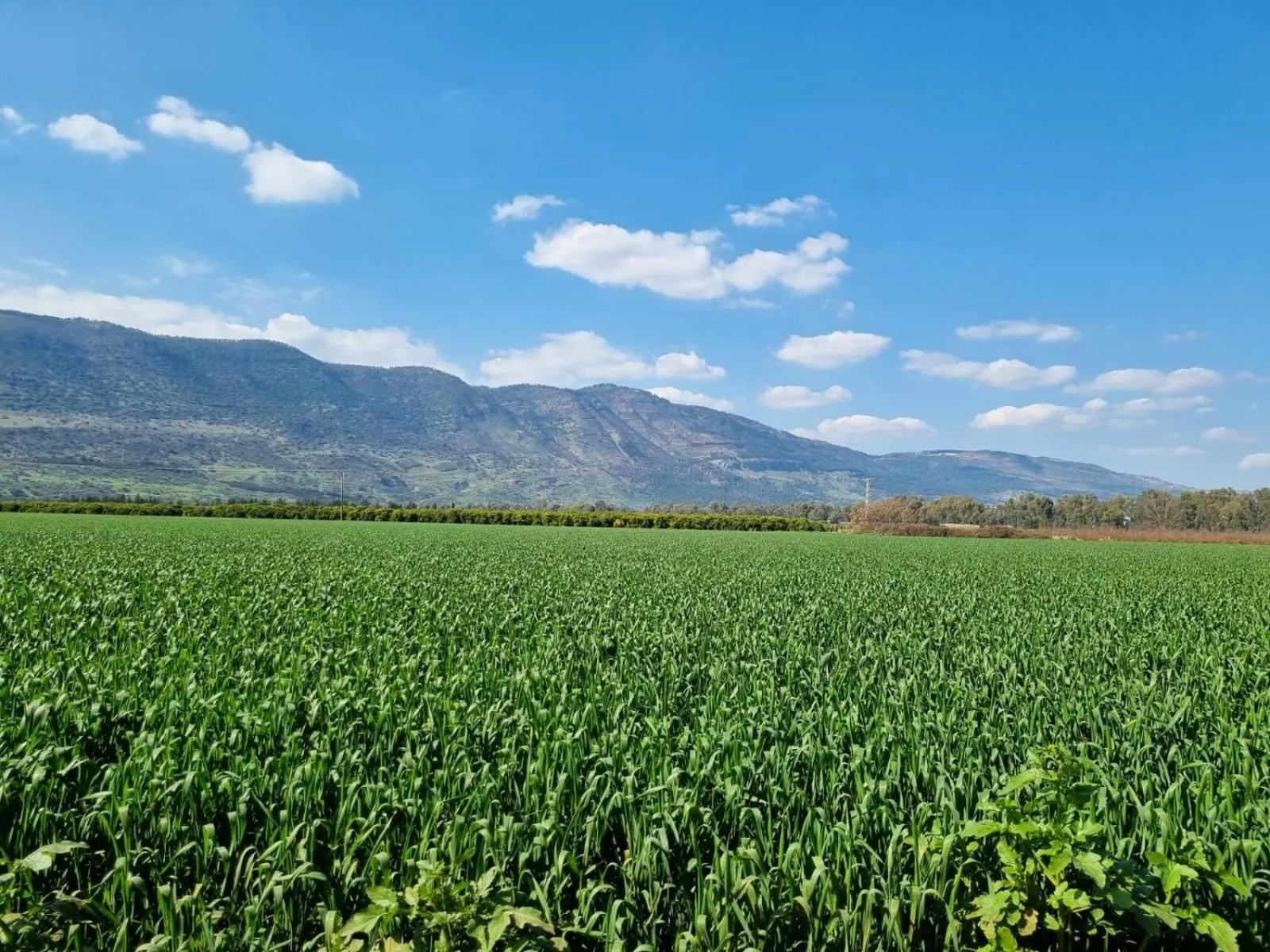 View (from property/room) in Yarden Estate Hotel