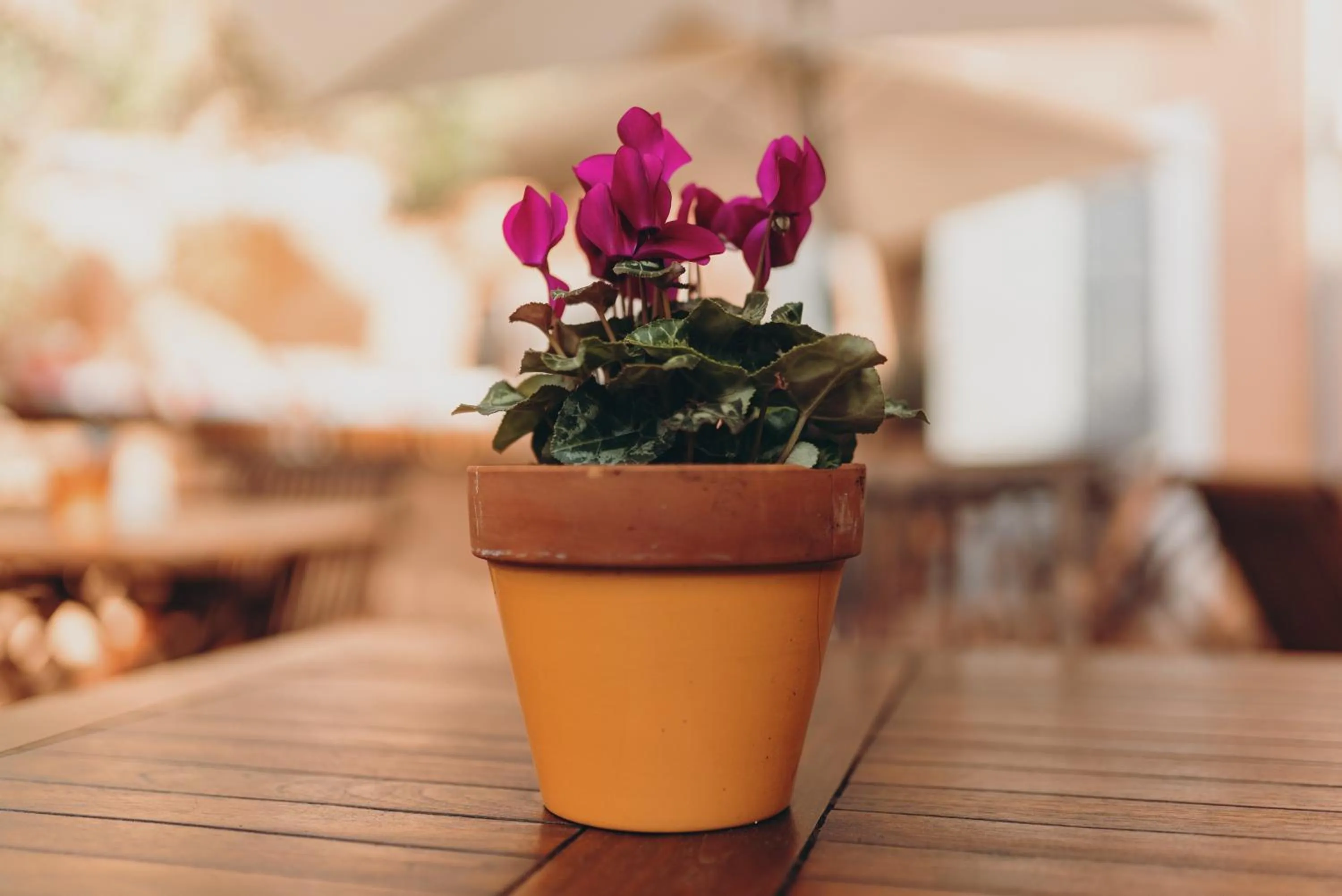 Property building in Can Serrete