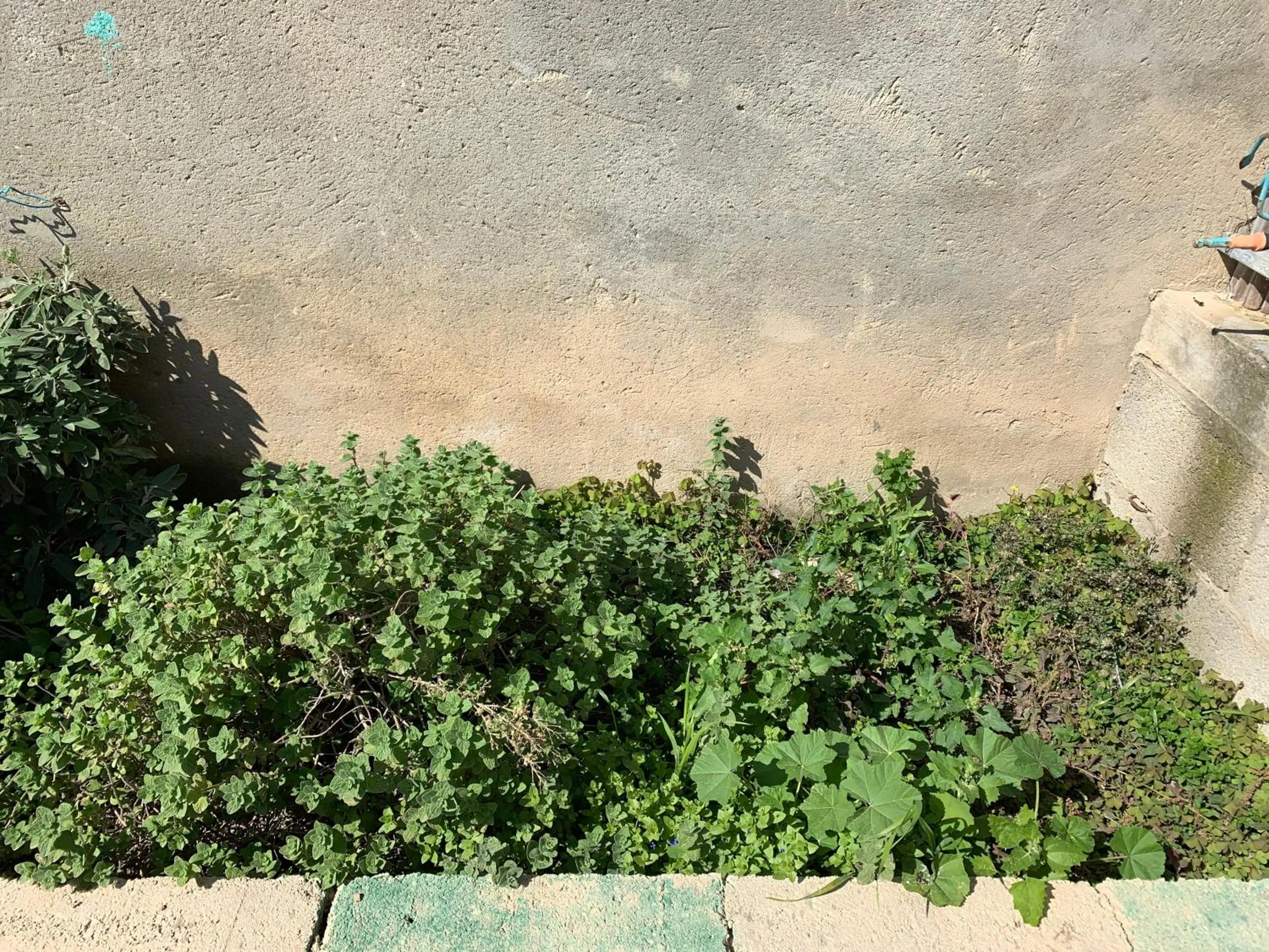 Garden in Khan Alsira - חאן אלסרה