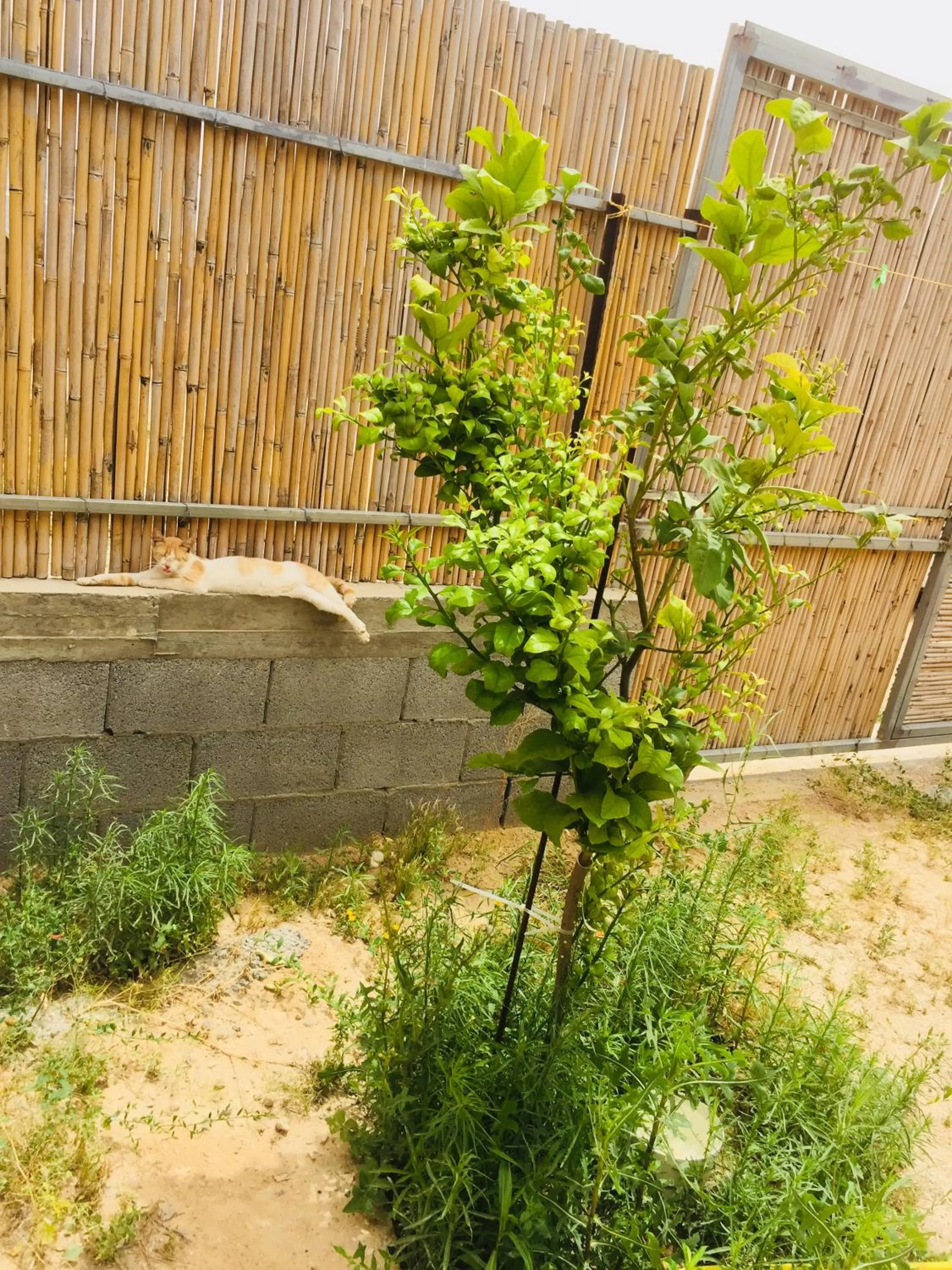 Garden in Khan Alsira - חאן אלסרה